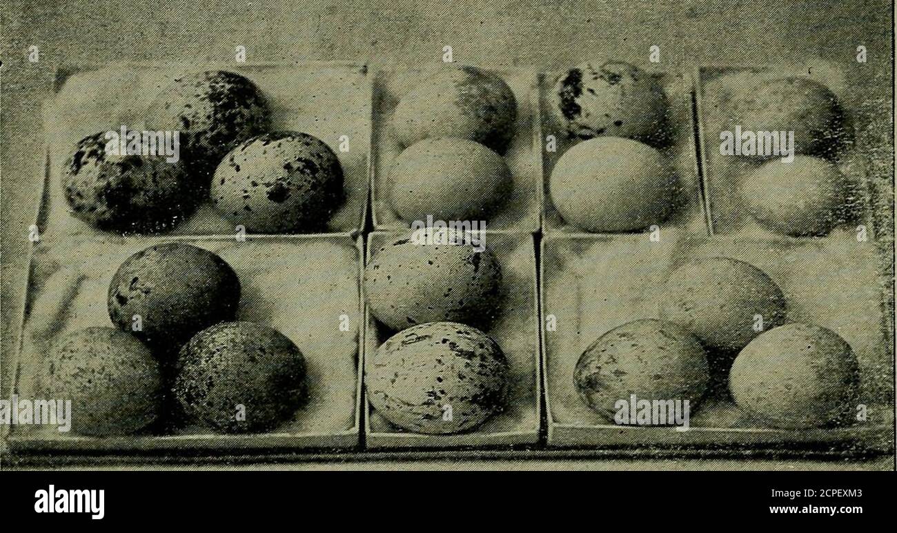 . La Oölogist per gli studenti di uccelli, i loro nidi e uova . hACSIfvliUE DI MEDAGLIA D'ORO DIPLOMA, 10 1-ULL taglia 19^ la 0oLdGi6t. UOVA DI REDTAILED HAWK (Buteo Borealis) una parte della magnifica serie di set di uova di questa specie nel Museo di Oologia applicata. Un piccolo gruppo di studio disposto per mostrare la dimensione variabile e la relativedistribuzione dei contrassegni. L'ammenda, pesantemente marcata, posta nell'angolo in alto a sinistra, fu raccolta da Jacobs, Domenica di Pasqua, 1887; Eare è molto apprezzata, non solo per la loro storia di ricordi di longago, ma anche per il loro status storico, avendo rappresentato il Foto Stock
