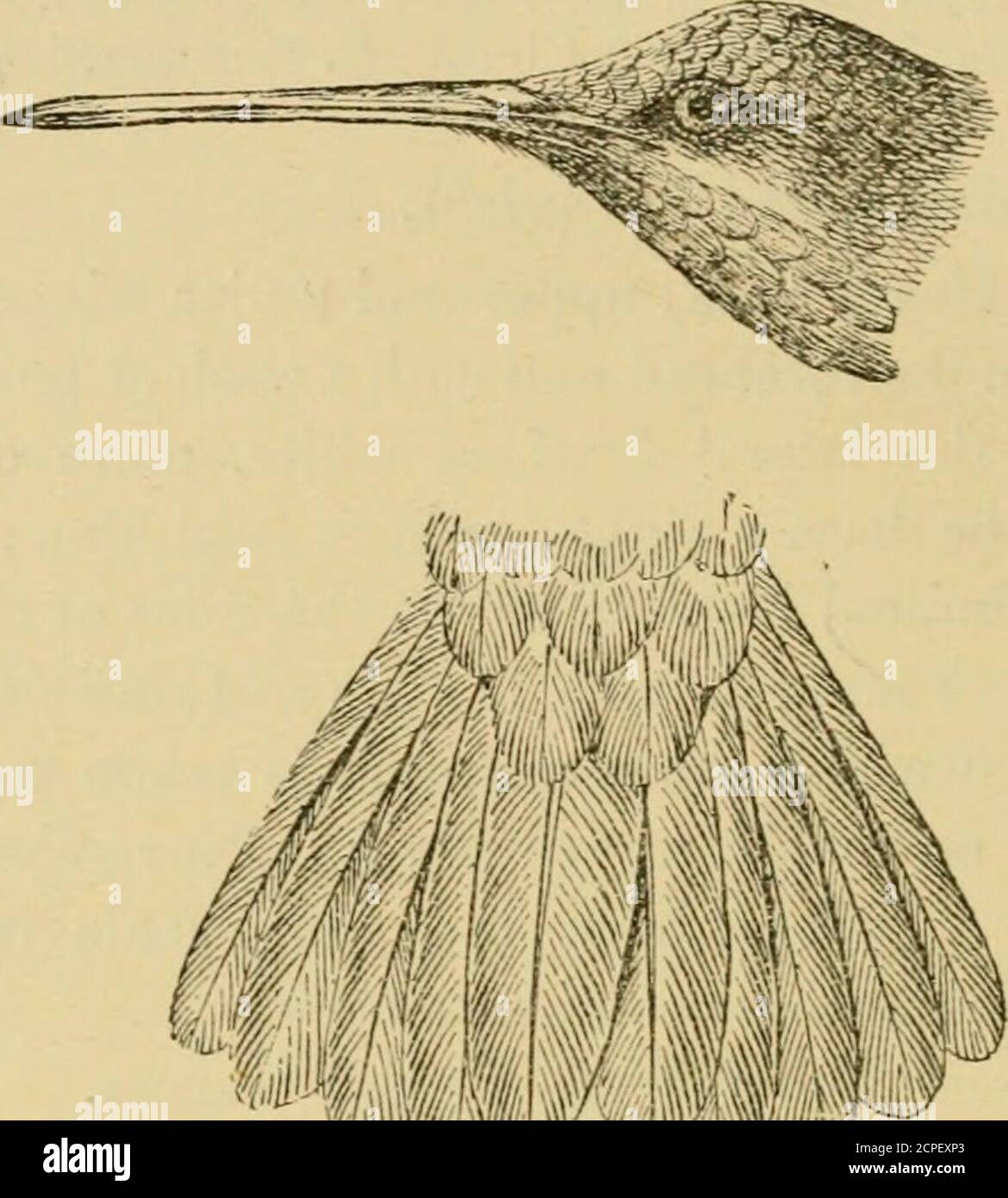 . Gli uccelli della Guiana Britannica : basato sulla collezione di Frederick Vavasour McConnell ... . Reis. Cxuian, iii. Pag. 707, n. 189) questa bella specie si incontra solo nei boschi aperti, dove si aggira intorno agli alberi di fiori e bugie. Whenflying si diffonde la sua coda come un ventilatore, e allo stesso tempo flicksit su e giù. Questo uccello non è comune nella Guyana Britannica. Schomburgk, sotto il nome di Trochilva aurwulatus (Reis.Guian. iii. Pag. 707, n. 190), dichiara che questi uccelli vivono nella parte aperta e leggera dei boschi, dove si sciame intorno f]ow(ffeiofjirlx nurifus) sono visti spesso circa t Foto Stock
