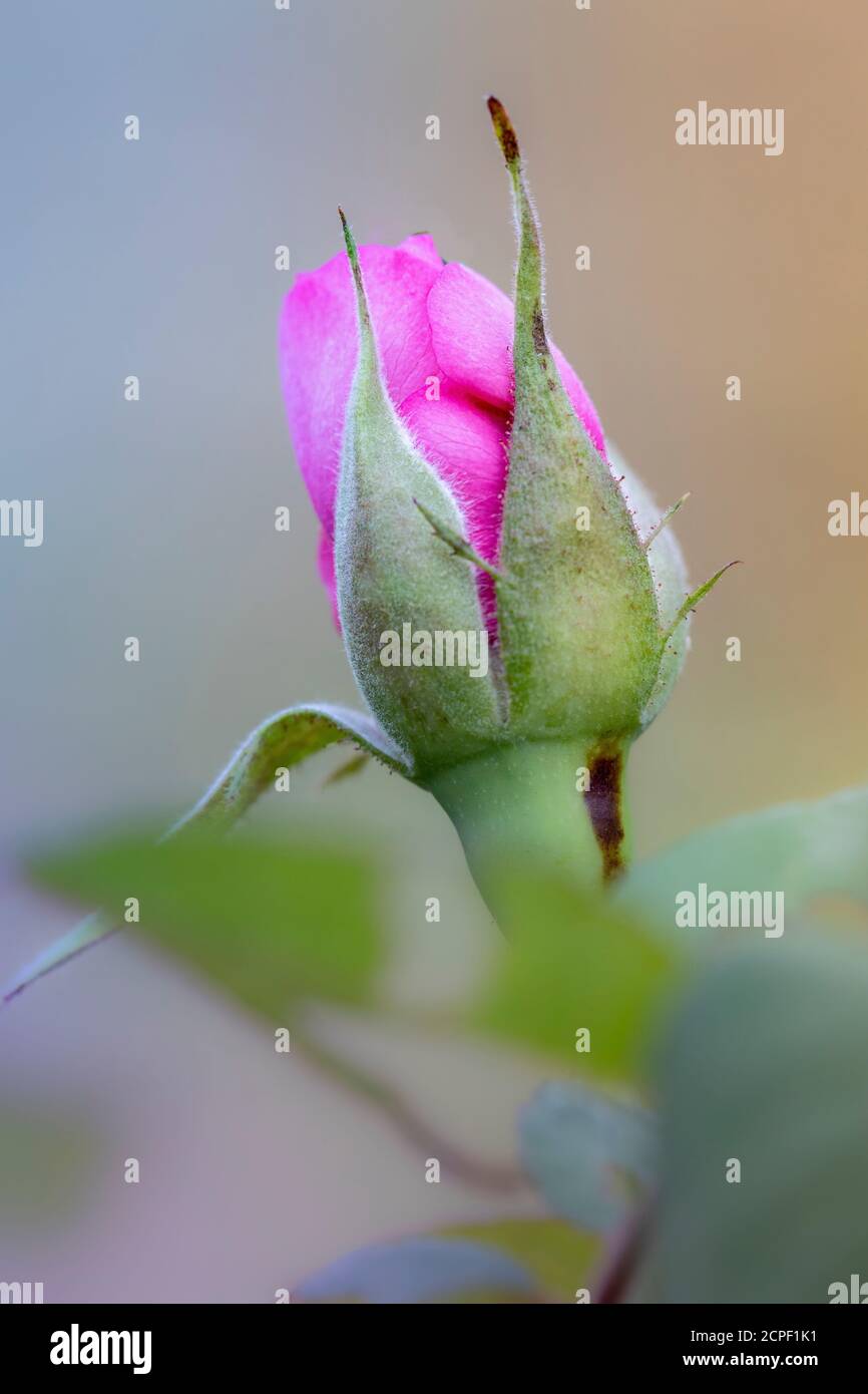 rosa bocciolo chiuso viola Foto Stock