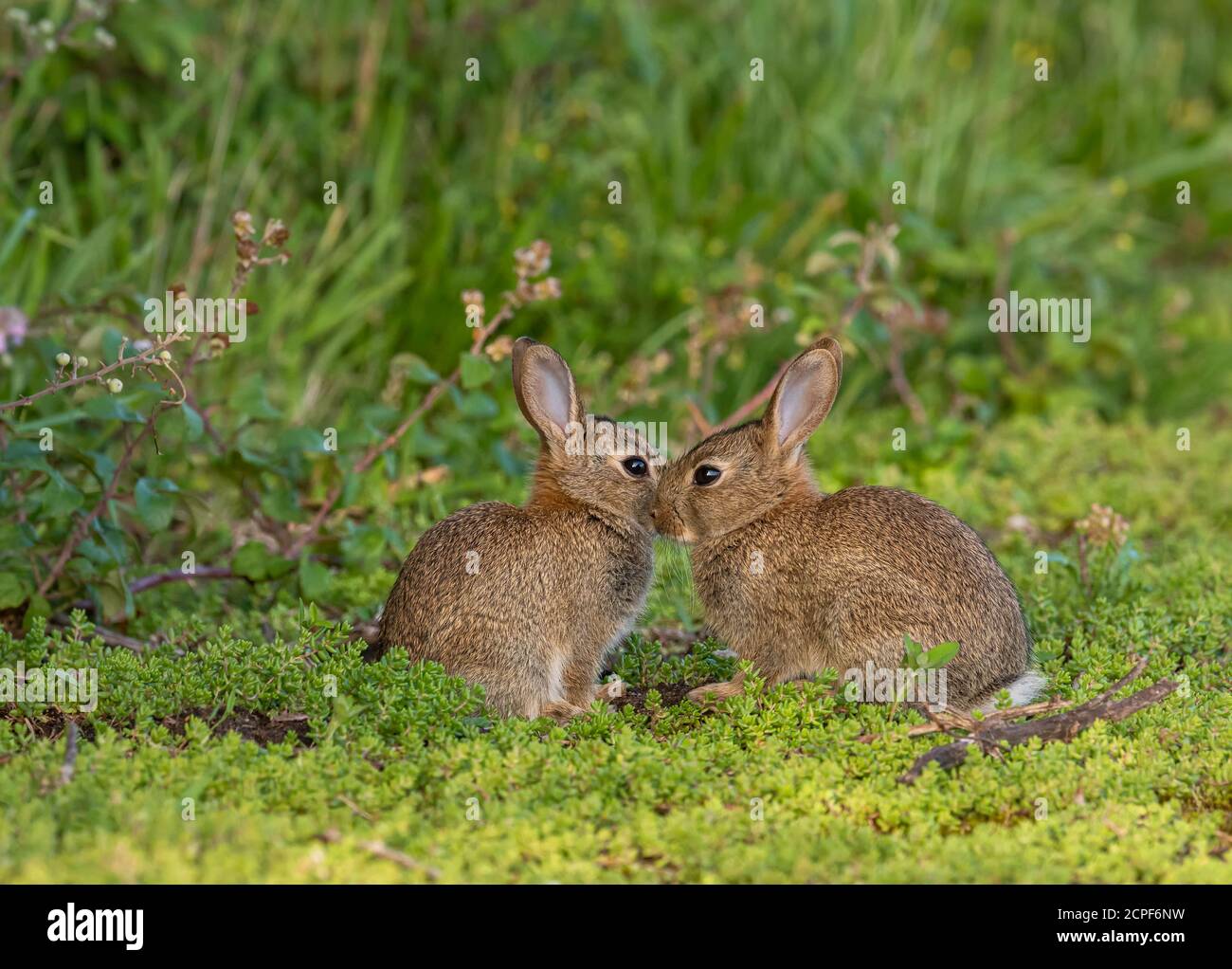Un paio di conigli (Orctolagus cuniculus) si sono riuniti nella vegetazione di una fattoria di Norfolk, Regno Unito Foto Stock