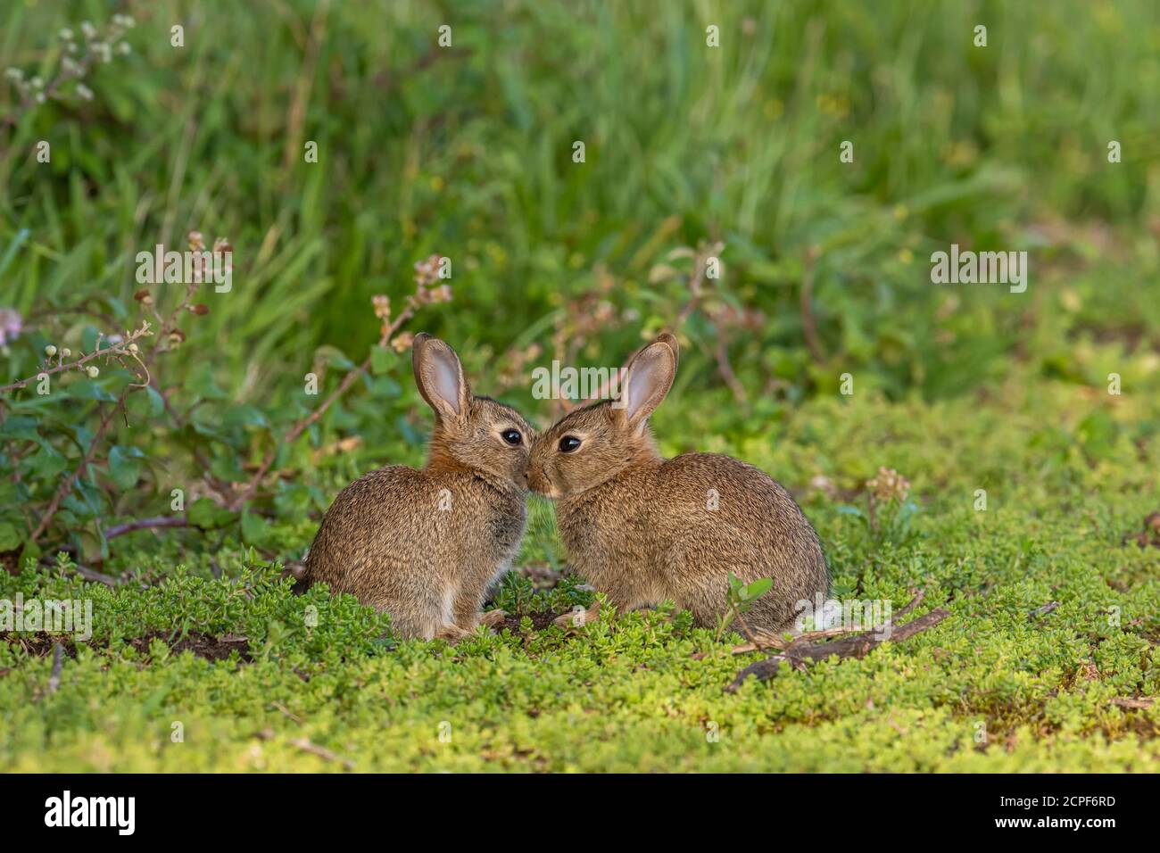 Un paio di conigli (Orctolagus cuniculus) si sono riuniti nella vegetazione di una fattoria di Norfolk, Regno Unito Foto Stock