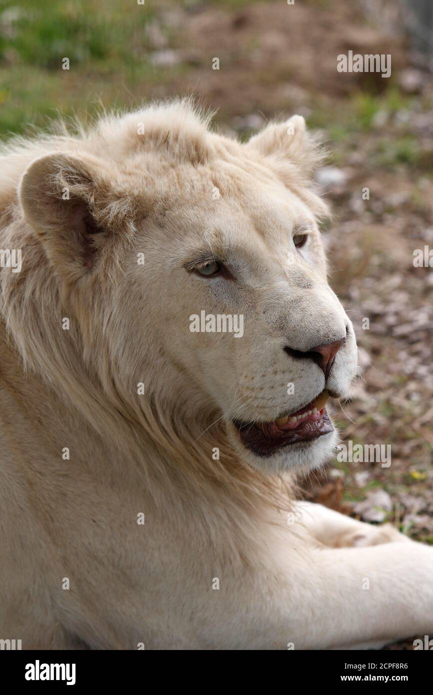 Leone bianco, panthera leo krugensis, Ritratto di maschio Foto Stock