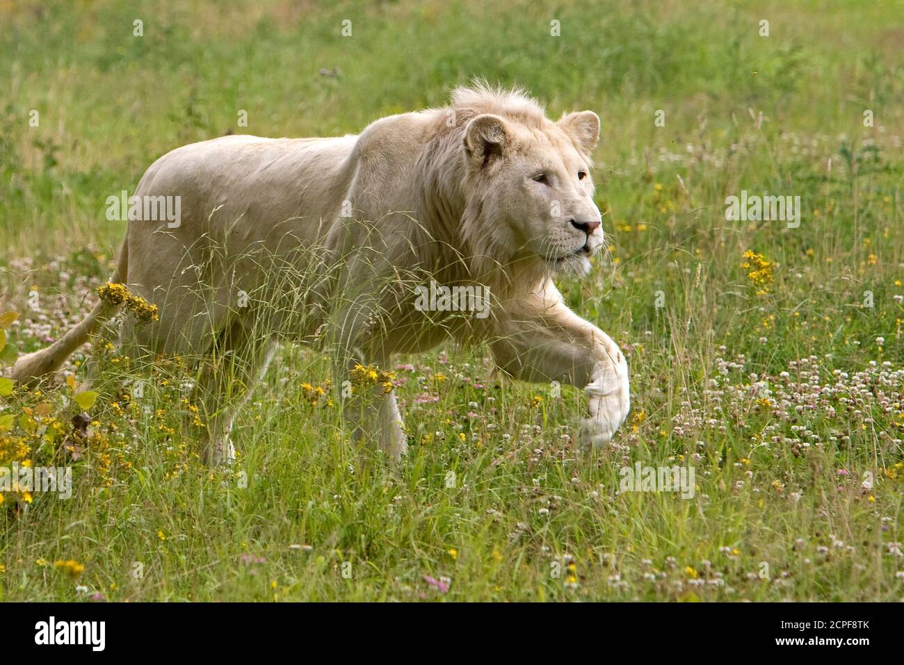 White Lion panthera leo krugensis, maschio a piedi sull'erba Foto Stock