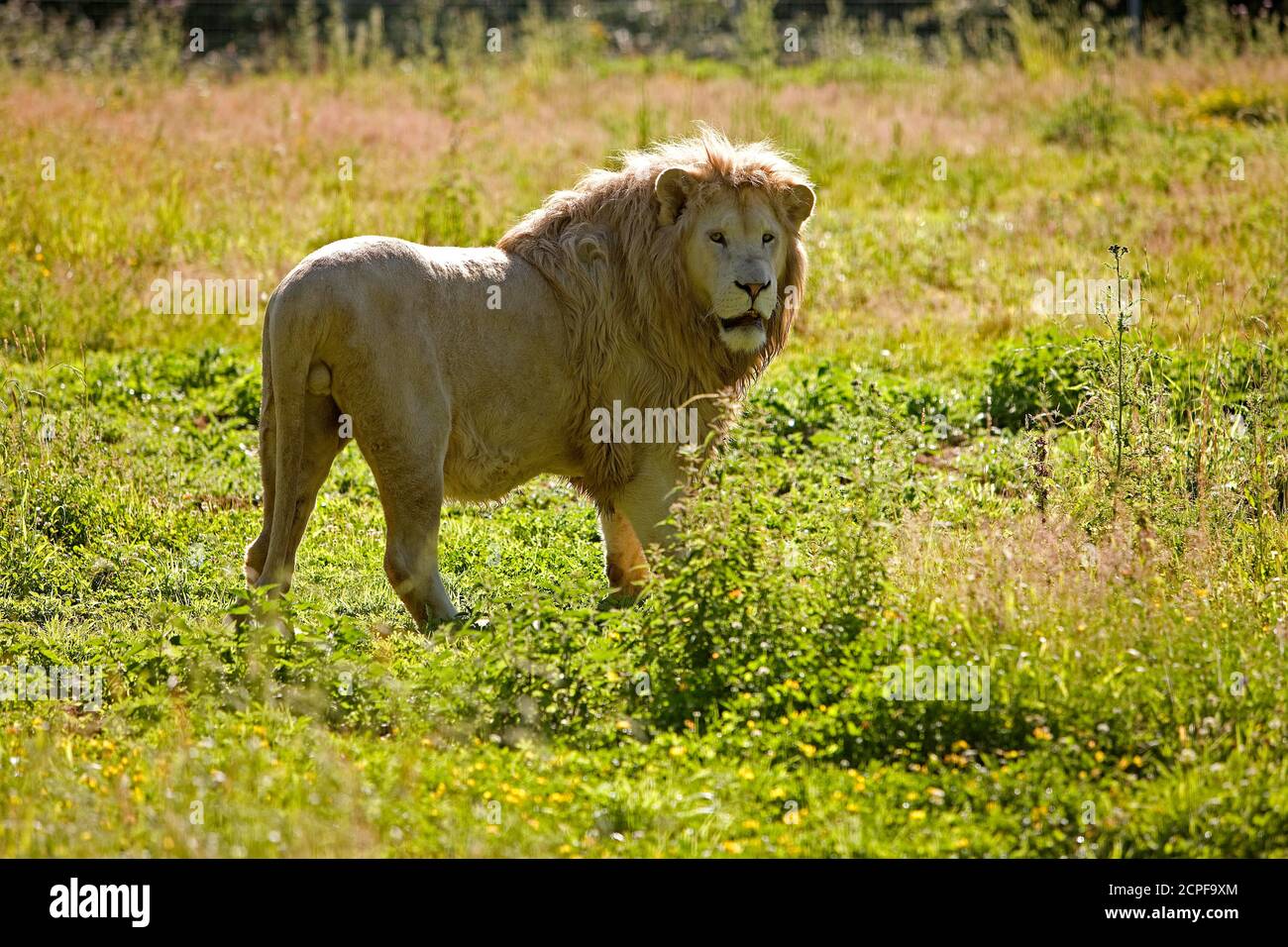 Leone bianco, panthera leo krugensis, maschio in piedi su erba Foto Stock