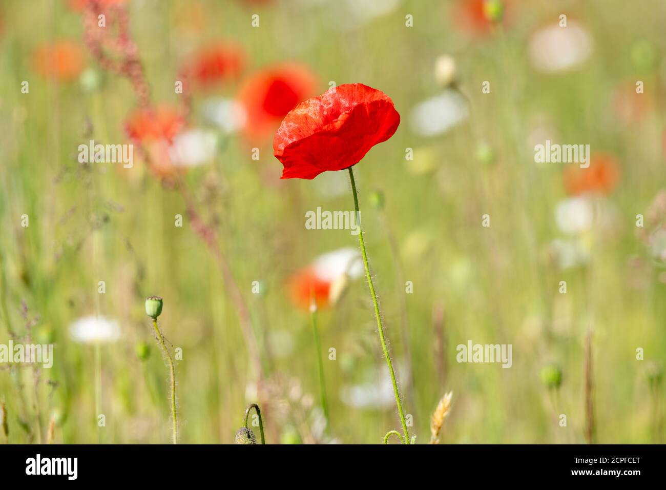 Germania, Baden-Württemberg, papavero di mais (Papaver rhoeas), papavero, gossip rosa. Foto Stock