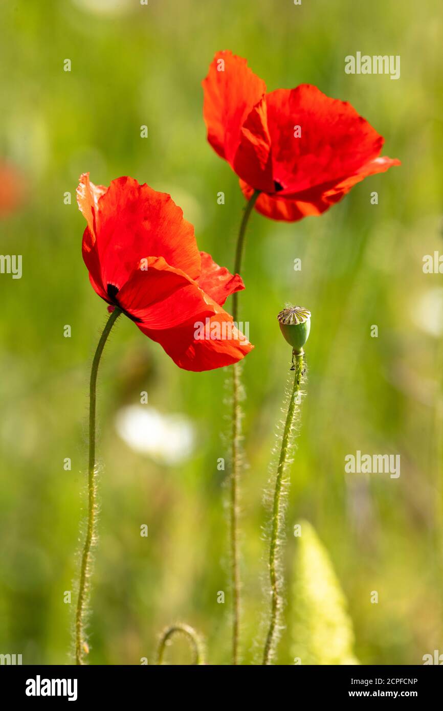 Germania, Baden-Württemberg, papavero di mais (Papaver rhoeas), papavero, gossip rosa. Foto Stock