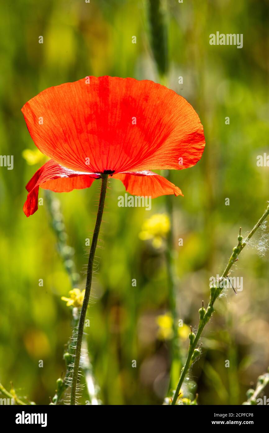 Germania, Baden-Württemberg, papavero di mais (Papaver rhoeas), papavero, gossip rosa. Foto Stock