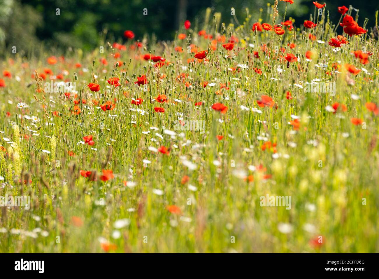 Germania, Baden-Württemberg, papavero di mais (Papaver rhoeas), papavero, gossip rosa. Foto Stock