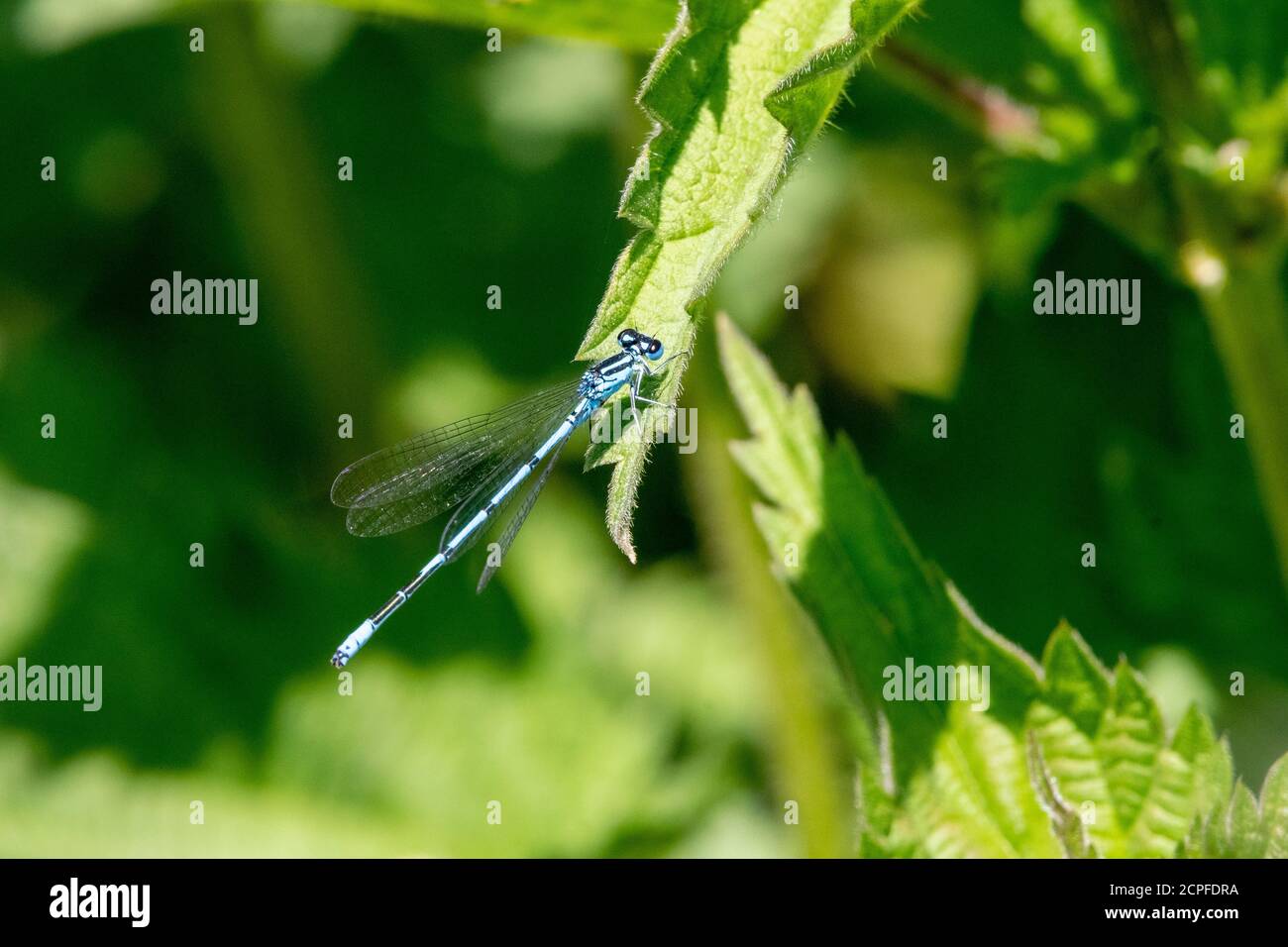 Azure Maiden (Coenagrion) genere di libellule (Coenagridiidae), femmina su foglia di ortica. Foto Stock