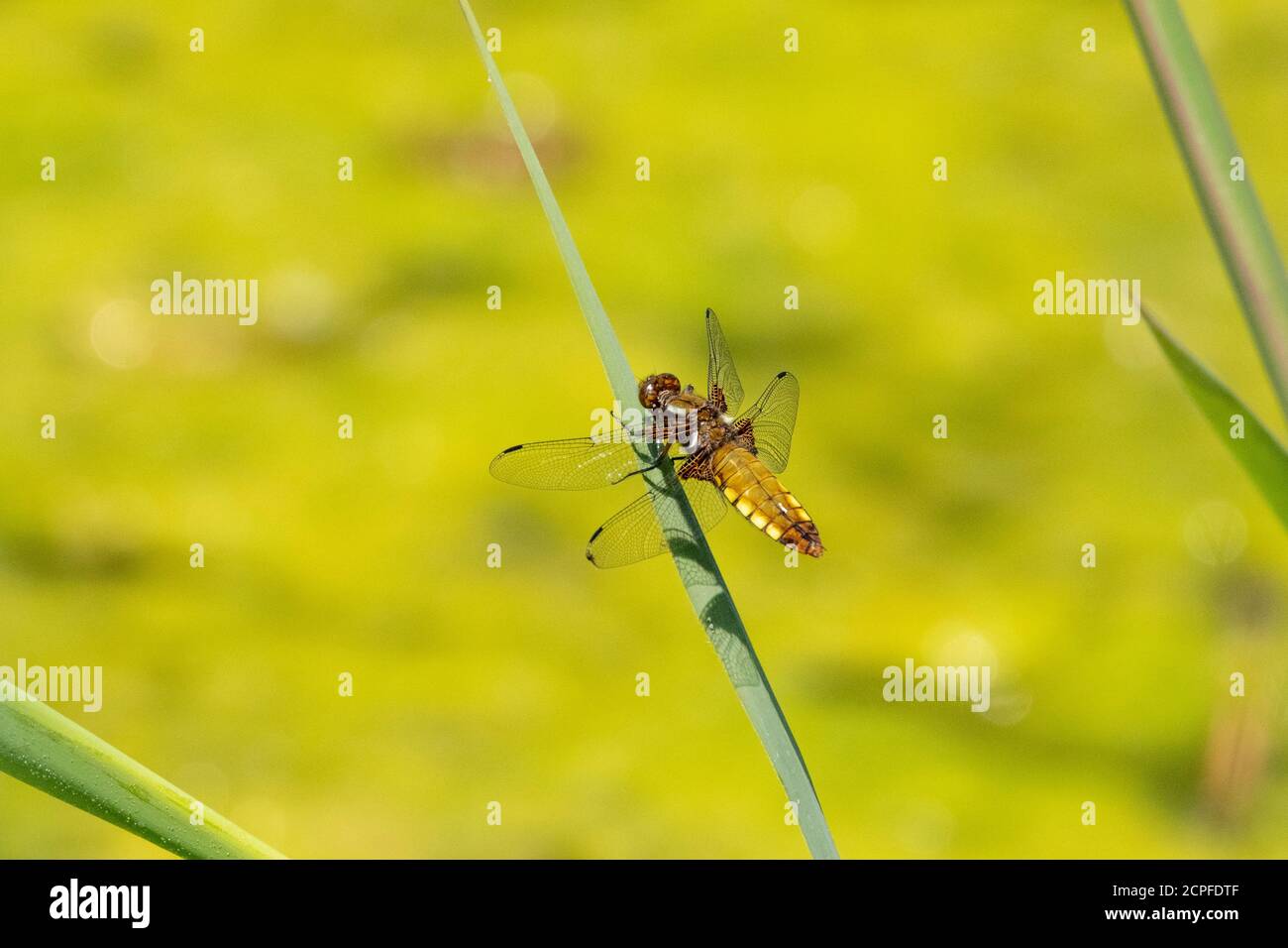 Quattro punti (Libellula quadrimaculata) Foto Stock