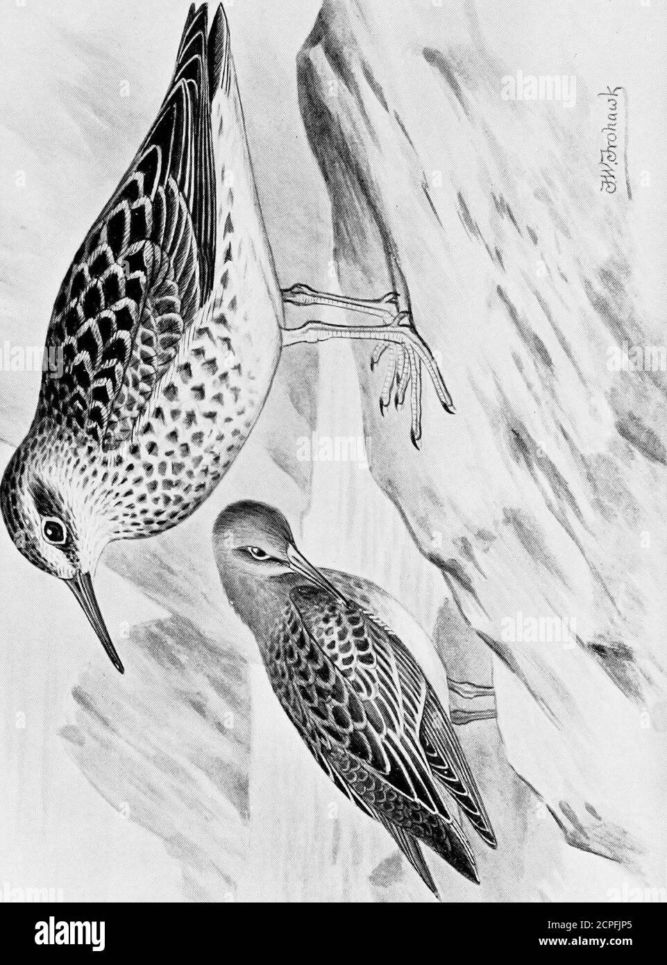 . Uccelli britannici con i loro nidi e uova . in inverno - anche sulle rive di e. Nord America, fino a circa lat. 30°, e si è straggato al Bermudas.i deve cogliere questa opportunità di demurring a MR. Howard Saunders dichiarazione (Man. B. B. p. 579) che in Islanda, tra gli altri luoghi, è l'uccello mostbundant del suo genere. In Islanda del Nord sei coppie di Dunlins si bemet con, a ciascuno dei Porpora Sandpiper. Descrizione di adulto in estate: Fattura quasi nero, giallo-marrone alla base; iris nocciola; parti superiori sooty nero con margini chiari alle piume, castnuton la corona, grigio sulla b Foto Stock