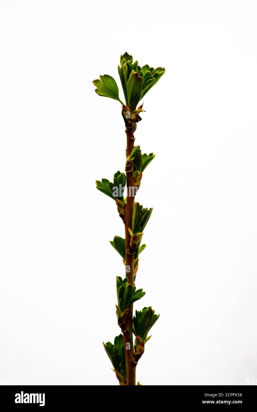 concetto uno e lo stesso sprig del ribes nero ha sparato sopra uno sfondo bianco in primavera durante il periodo della foglia Foto di apertura marzo 19 Foto Stock