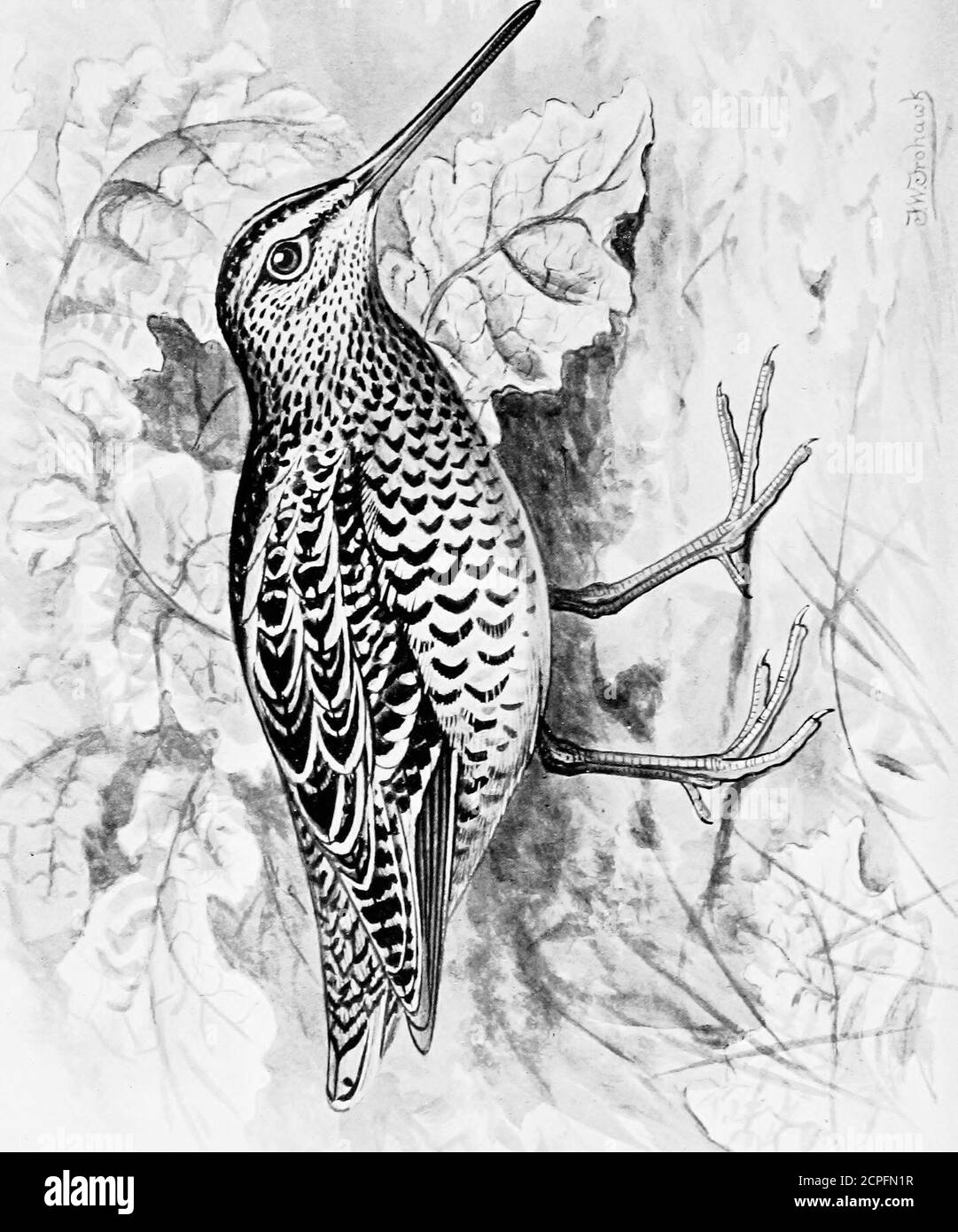 . Uccelli britannici con i loro nidi e uova. T in aria in coppie e tre, apparentemente prodding l'uno all'altro con le loro fatture) è collegato witpairing, Ma non posso pensarlo, come ho visto fino alla fine di maggio.penso piuttosto che sia pura giocabilità, come dei bambini appena fuori della scuola, dopo lyingceled e tranquillo la maggior parte del giorno. Occasionalmente ho risciacquato i beccetti di notte dai campi bagnati di ruscello, in cui senza dubbio stavano sondando il terreno per i vermi e le larve, occasionalmente turningover l'escrementi del bestiame per gli scarabei nascosti. Ma si alimentano anche in legno ad un certo ex Foto Stock