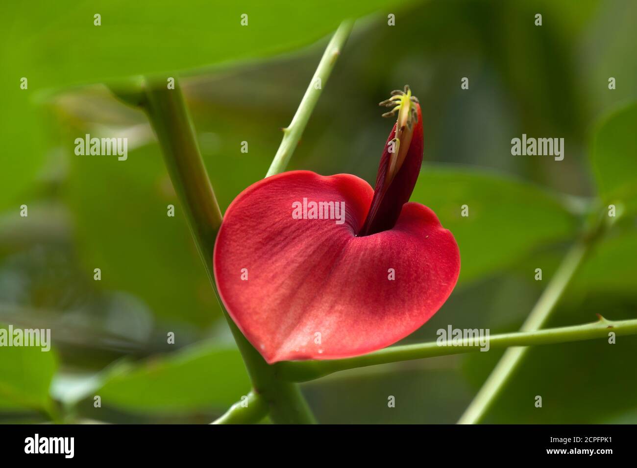 Sydney Australia, primo piano di un fiore di Erthrina x fulgens albero, un ibrido di E. crista-galli e E. falcata Foto Stock