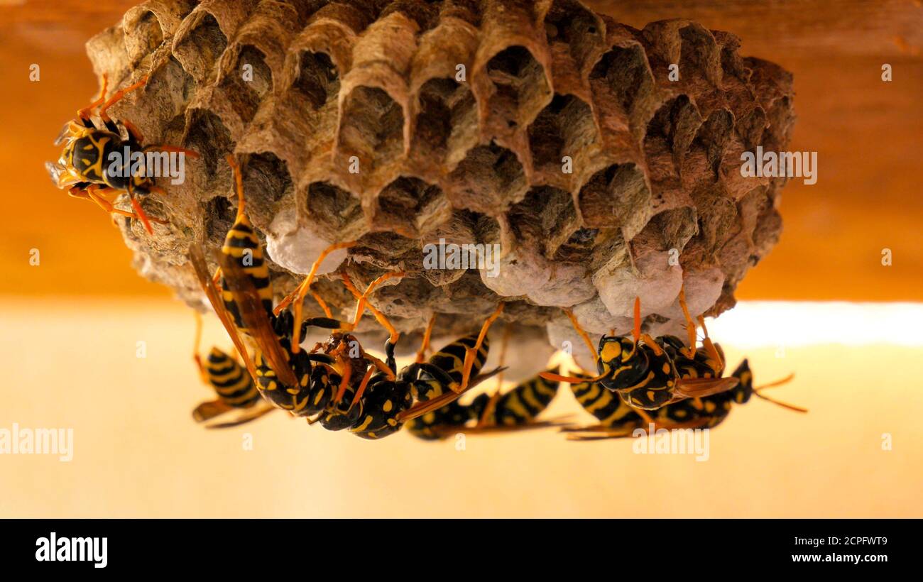 Primo piano di nido di vespe - la vespe (Vespula vulgaris) fornisce nuovo materiale al lavoratore a vespa per ulteriore lavorazione Foto Stock