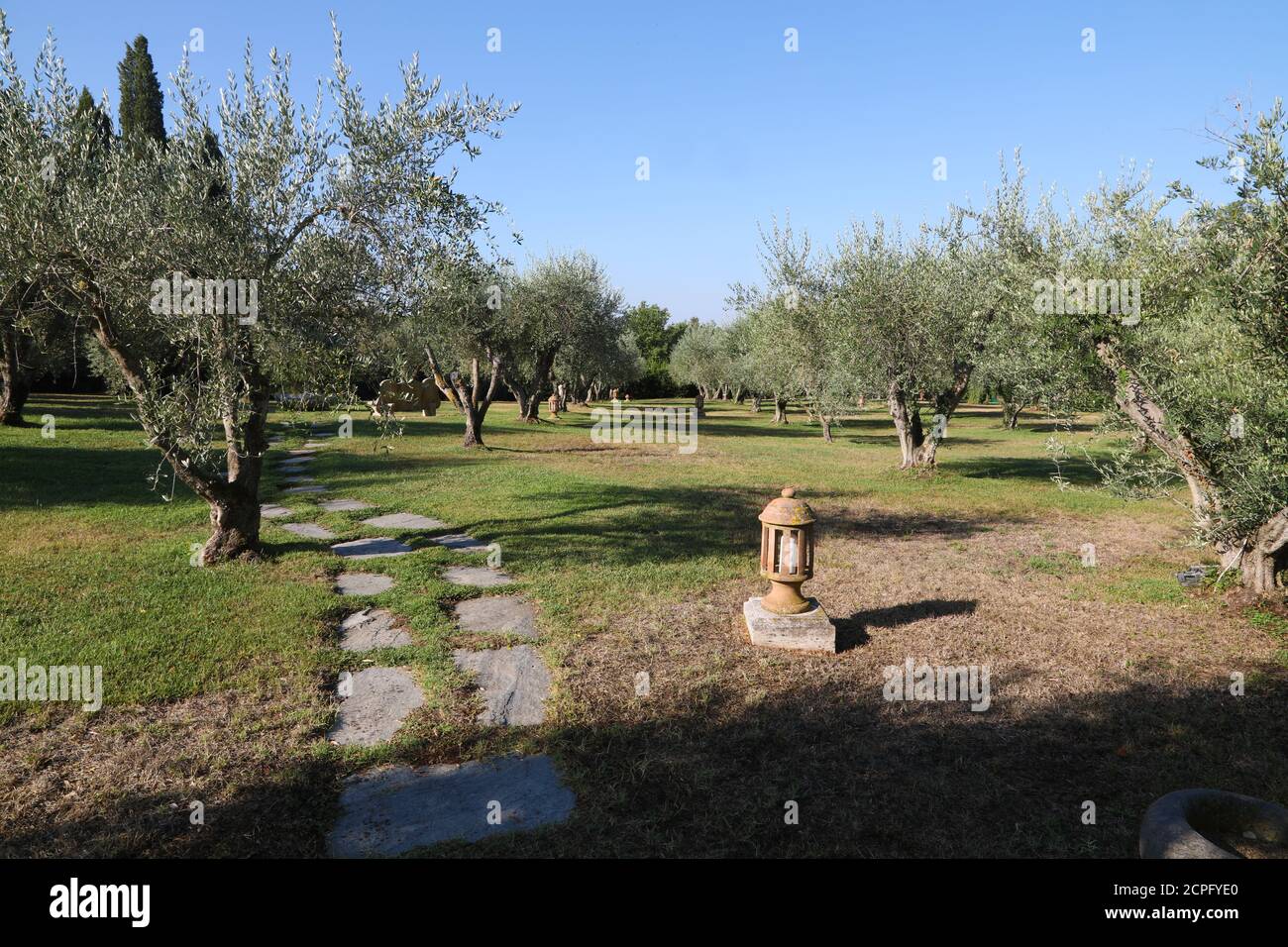 Giardino degli Ulivi in Toscana Foto Stock