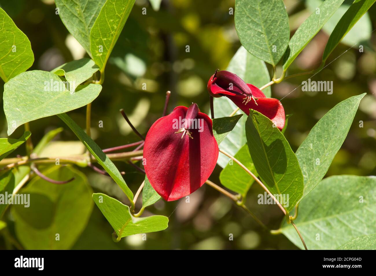 Sydney Australia, fiori di un albero Erthrina x fulgens, un ibrido di E. crista-galli e E. falcata Foto Stock