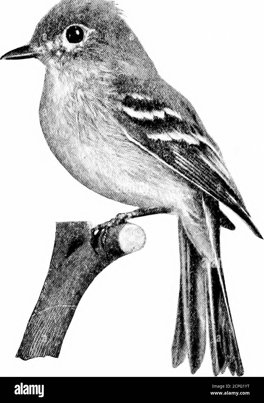 . Uccelli nel corso degli anni . Poi torna al perch si flette con un basso chuckle, e il grido di chcbec, cJiebec continua come se fosse paura si dimenticherebbe itspreence. Il Chebec è un uccello piccolissimo, di lunghezza pari a circa cinque centimetri, più corto dell'EnglishSparrow. La schiena isolive-verde, il seno grigio, e il sotto partsbiancastro. Le ali havedestronistinto barre di grey.The nido, situato nel ramo forcato di anmela albero, è una tazza neatlymade di rootlets andstrips di corteccia, foderato witplant giù e hair.This Flycatcher breedsfrom Pennsylvania toQuebec e inverni inthe tropics. Arriva in ritardo Foto Stock