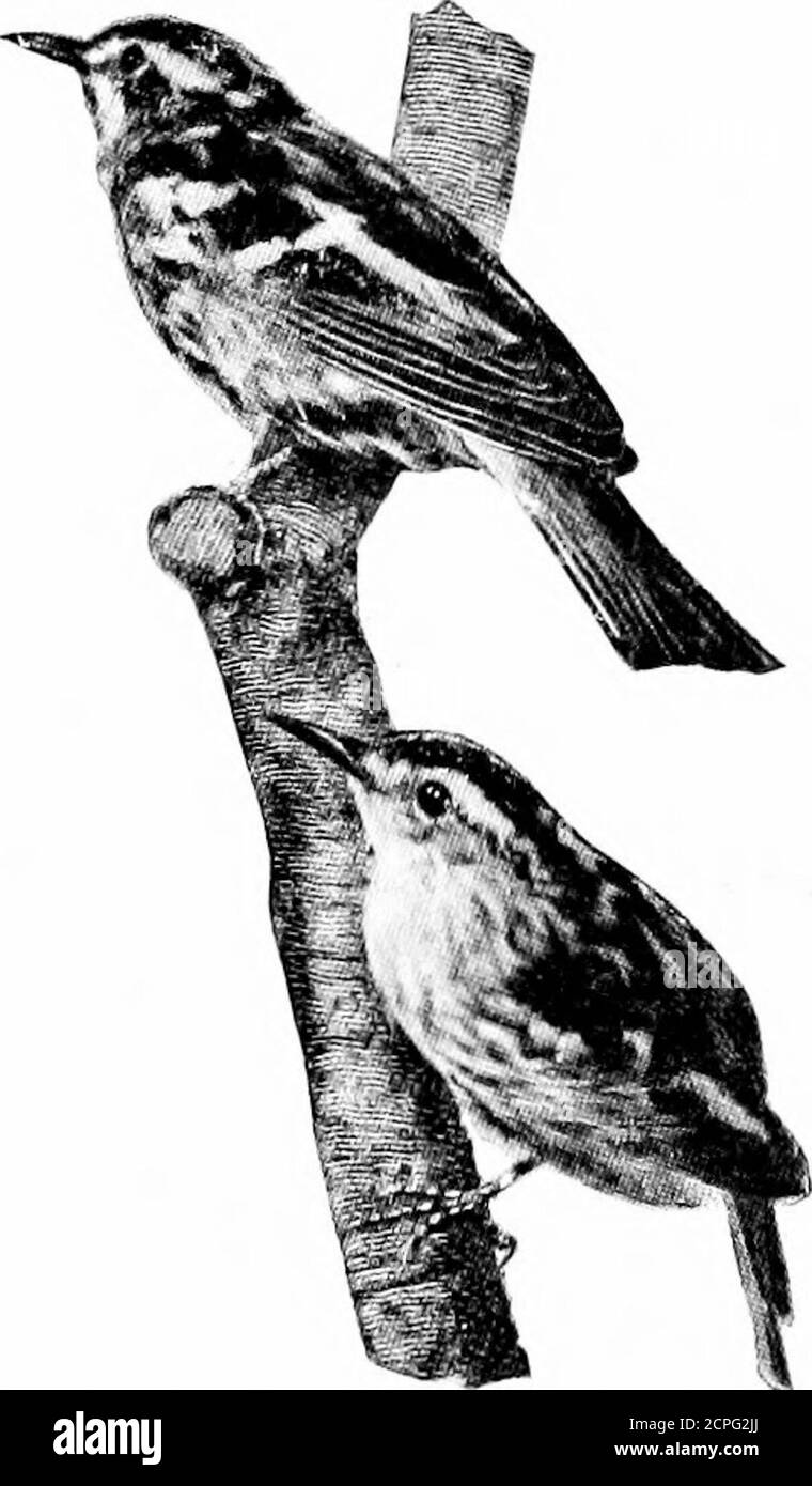 . Uccelli attraverso gli anni . d inverno negli stati del Golfo. Nel sud sono uccelli familiari nei giardini e nelle strade delle città, molti dei loro modi amichevole re-minding uno dei ChippingSparrow. Warbler bianco e nero. Se al nome di questo commonWarbler si aggiunge il wordcreeping, la descrizione sarà abbastanza completa da abilitarti prontamente per identificarlo; forblack e bianco sono i suoi colori, e lui è tanto di creeperas un Nuthatch. Il vestito del maschio è molto pulito, il nero di cocco essendo tratteggiato e stripedwith bianco puro. La femmina hasa marrone ombra sui lati eless nero su Foto Stock