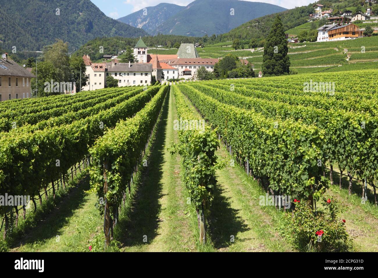 Vigneti dell'abbazia di Novacella in Alto Adige, Italia Foto Stock