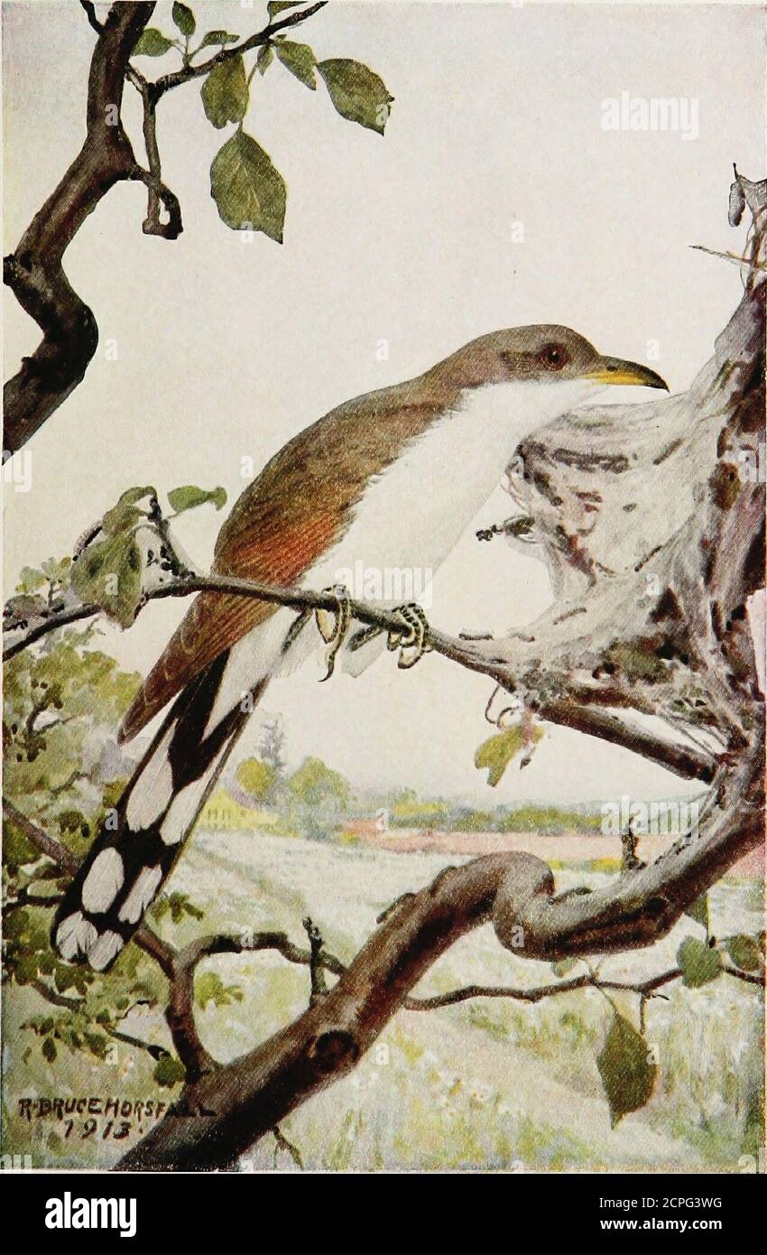 . Un anno con gli uccelli . MOCKINGBIRD il CuckooThe Yellow-Billed Humming--Bird 125 il Cuckoo Yellow-Billed Slinger, Shy e Dopelike uccello, tutto bianco e grigio brunastro, con ali rufous, nero, coda macchiata, Bill giallo metà del way.youre raramente visto, non spesso sentito; il vostro Kuk-kuk-kuk-coo-ti porta uno sguardo di un bosco desideroso di intravedere. A. E. B. 126. CUCÙ GIALLO-FATTURATO al cucù 0 blithe nuovo-comer! Ho sentito, ti sento e gioisco.0 cuculo! Ti chiamerò uccello, o ma una voce vagante? Tre benvenuti, carissimi della Primavera! Ancora tu sei a Meno uccello, Foto Stock
