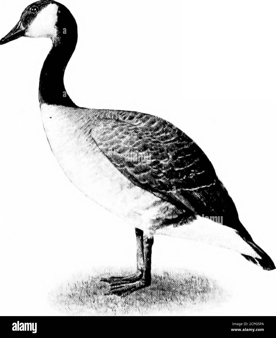 . Uccelli attraverso gli anni. Nebbia, pioggia, o neve tardiva in, essi becameweather-bound e sconcertati, e cercato acqua aperta, iftali potrebbe essere trovato, in vicino-da lago o ruscello. La mia casa d'infanzia era sulla riva del fiume Androsog-gin, e una volta che il ghiaccio stava uscendo, abbiamo segato cinque di questi uccelli su una torta galleggiante-in giù con il cur-rent, tranquillamente makingtheir toiletsas del mattino anche se wereat casa. A volte asolitary Goose wouldbe trovato paddlingabout in qualche shel-tered cove o Eddy.This sempre ispiredus per far uscire la pistola di caricamento oldmuzzle, fatta sopra da aflintlock, l'onlyarma di Foto Stock