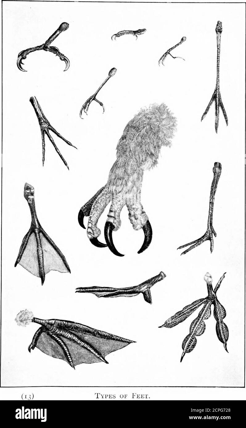 . Uccelli nel corso degli anni. lumes sulla strada, e giù da thebrook il fiore cardinale appende la sua bandiera fiammeggiante, yoMay venire su un cavalier di dainty in oro e nero con la famiglia chiaramente vestito. Lo vedete appollaiato su ariening il fiore del thistle, alimentando il suo compagno ed i piccoli sui semi piccanti e siete abbastanza affascinati con le note theirdelicate, il piumaggio bello e i sensi amiable. Sentirete che conoscerli meglio aggiungerebbe alla vostra felicità. Mentre studiate gli uccelli troverete che ogni delle molte varietà che vivono nel campo e nel parco, legno andpascolo, ha molto circa esso Foto Stock