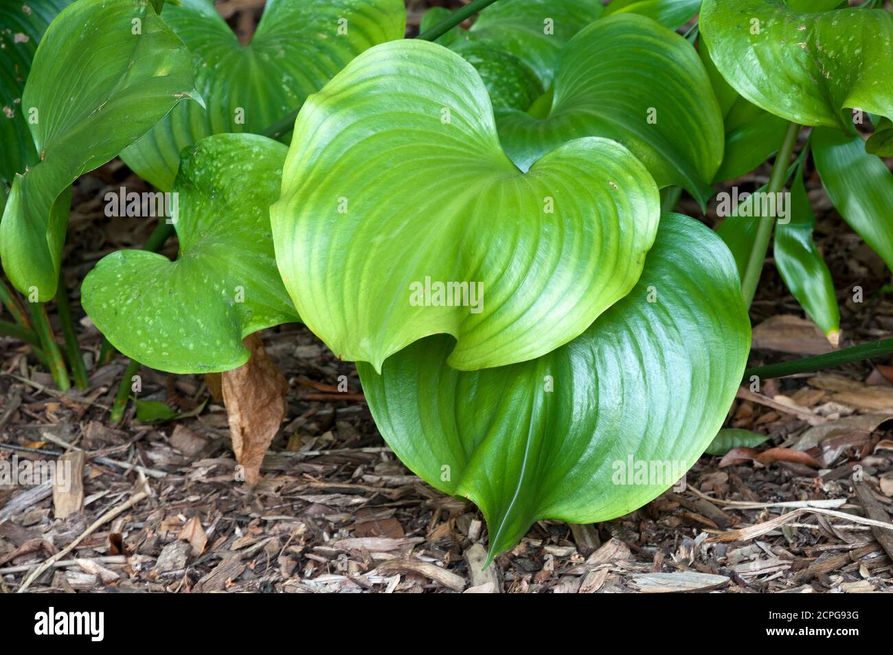 Sydney Australia, foglie circolari di un Proiphys amboinensis o giglio di cardwell in giardino Foto Stock