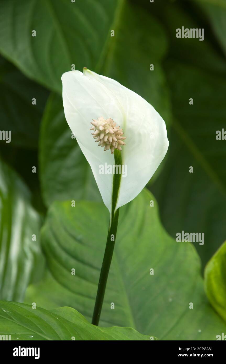 Sydney Australia, fiore bianco di Spathiphyllllum cochlearispathum o giglio di pace Foto Stock