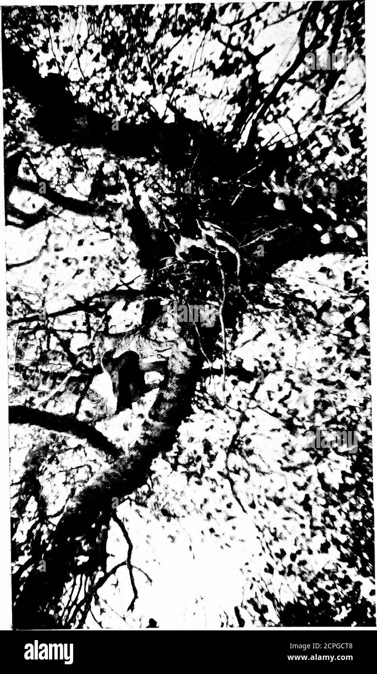 . Caccia di uccelli attraverso l'Europa selvaggia . , e couldbe chiaramente visto dal suolo, ho costruito ashelter di cespugli di tamarisco, significante venire il giorno e cercare di fotografare l'uccello itselfbefore che abbiamo cominciato in una visita di tre giorni ad una parte antherdistante dei marismi. Fu mentre waitingat questo nido che ho sentito per la prima volta la curiosa nota musicale dell'Aquila avviata. Il principe Rudolf dice: L'Aquila Pigmea ha voce altalena e melodiosa: Potrei davvero parlare di itas l'Aquila che canta; per le note varie che pronuncia costituiscono una canzone, anzi breve, ma non ancora una chiamata, e più come le dichiarazioni di Foto Stock