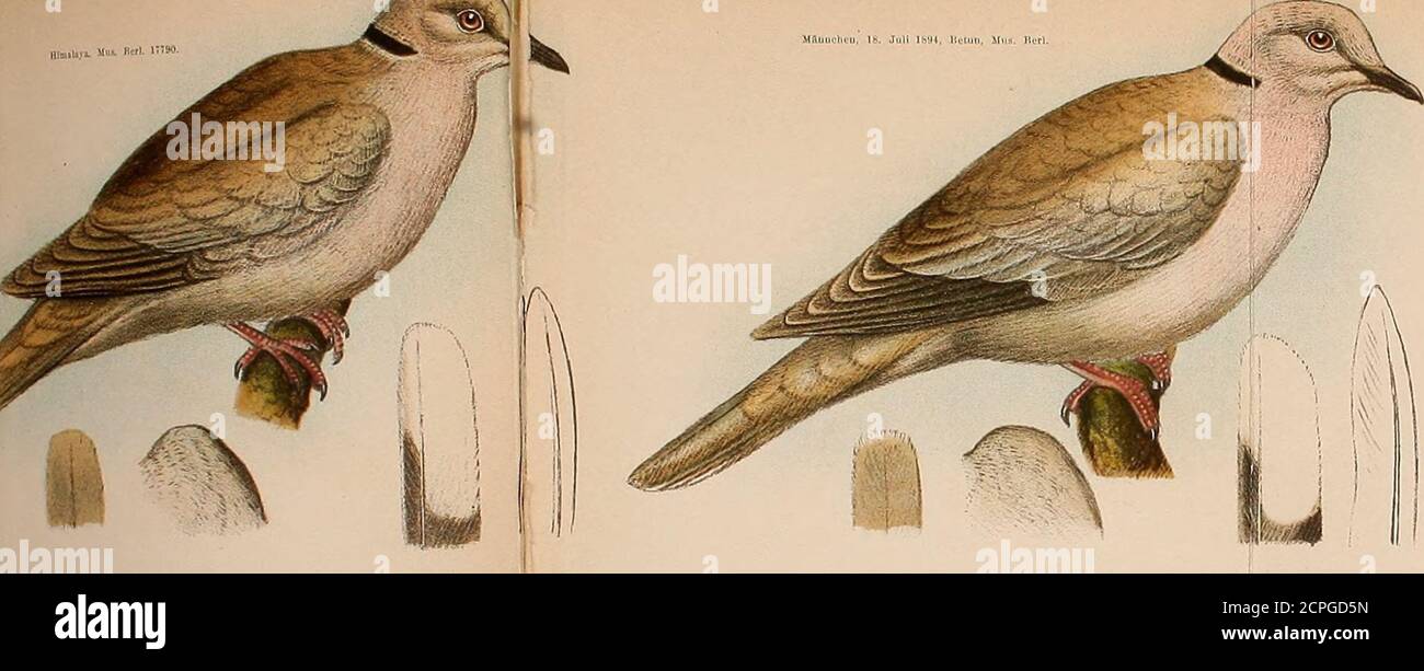 . Journal für Ornithologie . Buntdruck von Fr. Eugen Köhler.. t ft* Foto Stock