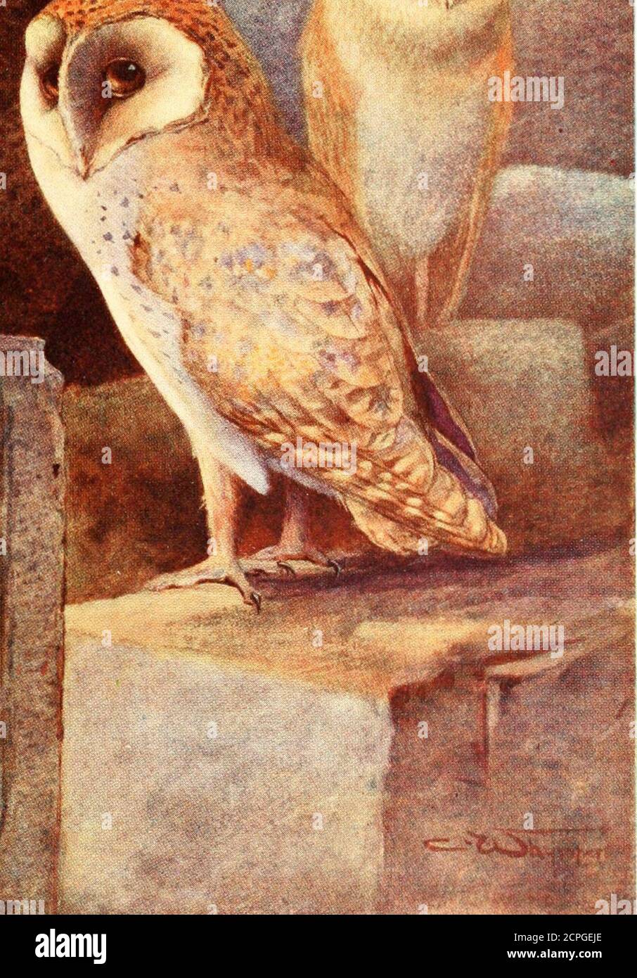 . Uccelli egiziani : per la maggior parte visti nella valle del Nilo . , WURECH OWL Strix flammea Arabo, Boma buda piumaggio di parti superiori un giallo brulicante, chiazzato, macchiato, e cerchiato con delicato grigio, nero e bianco; viso bianco, come lo sono la parte inferiore; individui variano in essere più chiaro oroscuro; bufish-whitc sul petto, piedi pinkish, beak yellowish.intera lunghezza, 135 pollici. Entrambi gli ultimi due nomi inglesi sono perhapsin questo caso più adatto del primo, come Barnsin Egitto sono scarse, mentre questo gufo è comune, e si incontra con nei templi e nelle tombe fairlicefrequentemente. In passato deve un Foto Stock