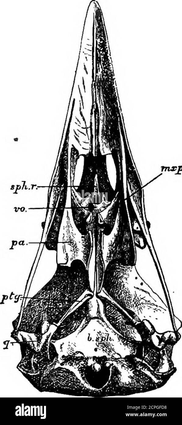 . Uccelli: Gli elementi di ornitologia . ardly anche approssimatingto il rostro. Il pterigoide può, come nell'Ostrich, passare verso l'esterno e all'indietro fino al quadrato, non dalla palatina e dal terostro, ma dalla palatina e da un processo del basi-sfenoide dietro il rostro. I processi con cui i thepterigoidi si articolano, sia che tali processi procedano dal thebasissfenoide o dal rostro, sono noti come hasipterygoid queste condizioni variabili delle ossa del cranio necessitano di descrizione sepa-rate quando si notano i caratteri di gruppi separati di uccelli. Può essere bene, tuttavia, lui Foto Stock