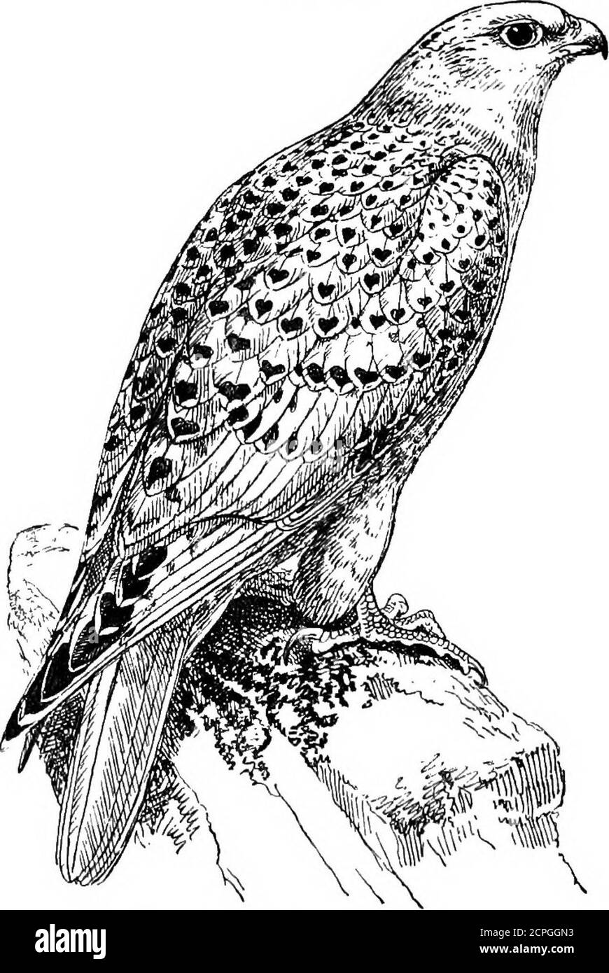 . Uccelli: Gli elementi di ornitologia . »t =^ l'uccello-olio (Steatornis caripensis). Più o meno comune nella maggior parte delle nostre contee. Ci sono altri due-e-venti membri di questo genere, che è unito con altri nove generi per formare un gruppo di Accipitrine di ottantanovie, tra cui il nostro Goshawk (Astur palumbarius) e il Marsh Harrier {Circus ceruc/inosus). Il Kite (Milvus regalis) era, cento anni fa, un uccello inglese verycommon, ma ora è solo un visitant occasionale.la sua coda profondamente biforcata e l'abitudine, quando sull'ala, di cerchi marinai senza apparente sforzo servire a distingui Foto Stock