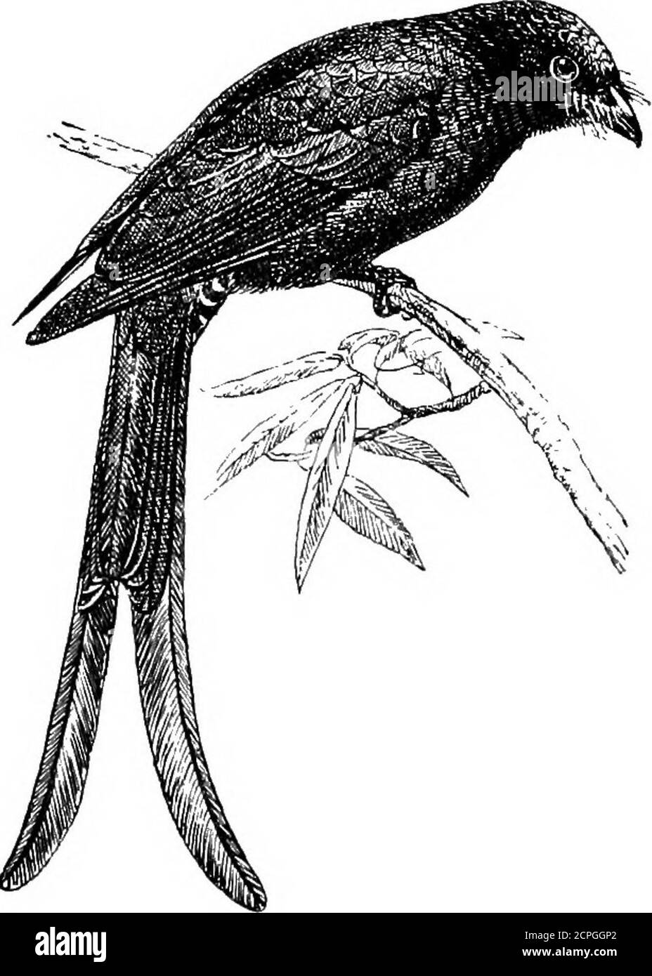 . Uccelli: Gli elementi di ornitologia . Lo Shrike {Lardus coUurio). Di scarabei può essere visto sospeso tutto intorno nelle vicinanze del nido, in modo che il cespuglio che li sostiene può essere paragonato a un piccolo macellaio negozio. Questa abitudine è supposta per essere dovuto i thefeet dell'uccello non essendo abbastanza forte per tenere il suo cibo satis-factory mentre lo strappare con la relativa fattura tagliente e dentellata; sothat è conveniente affinchè esso abbia la relativa preda fissata saldamente da tale artificio. Può anche essere che il cibo è più accogliente dopo essere diventato tenero da mantenere. Ci sono circa 266 specie. 122 ELEMENTI DI OE Foto Stock
