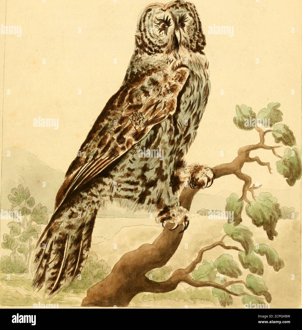 . Musei Leveriani explicatio, anglica et Latina . e occhi molto grandi. Bifide lingua. Latham, PERSONAGGIO SPECIFICO, &c, Gufo Dufky-cinereo, flaccato di nero; nuvoloso sotto; con le piume intorno agli occhi segnate da numerosi cerchi concentrici. Il Cinereo Owl- lath. 134.The Sooty Owl-rena, ArHic. Zoologia. 1. pag. 232. I ^QUI prevale in falda degli uccelli di questo genere una particolare foftnefs-*- e fobrietà del colore; ma di tutte le fpecie ancora conosciute l'isola prefente del caffè deepeft:; il colore generale dell'uccello intero essendo di un colore marrone-ifh afh, molto spessamente fprinkled w Foto Stock