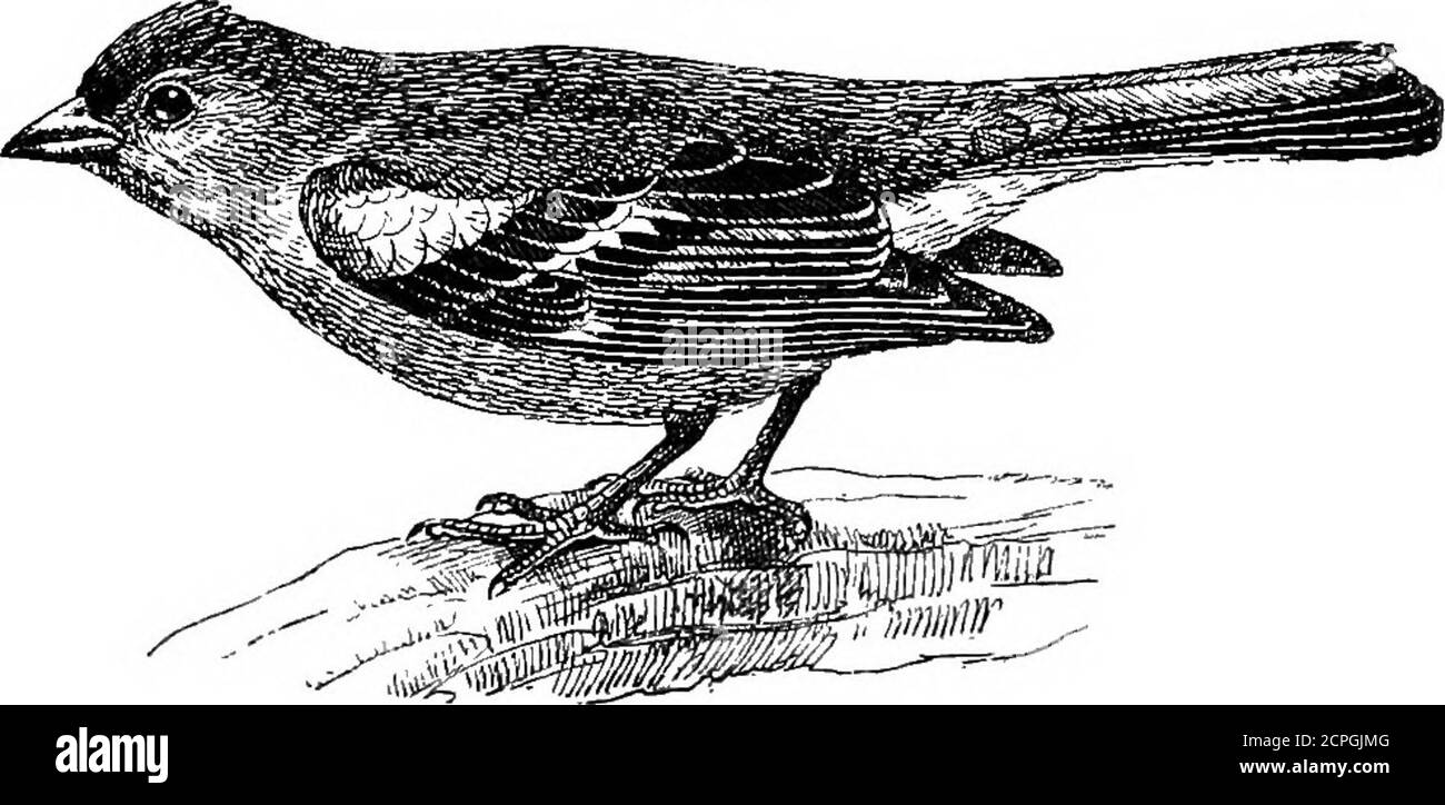 . Uccelli: Gli elementi di ornitologia . Le Oriole dorate (Oriolusgalbula). Tog. 109.. Il Chaffinch (FNI^illa Calebs). ELEMENTI I04 O OENITHOLOGIA. Un bellissimo uccello nero e giallo, che è occasionalmente tobbe visto, durante la primavera, nel sud o nell'est dell'Inghilterra, conosciuto come le oricole dorate {Otiolus galhula). E' comune la Fig. no Foto Stock