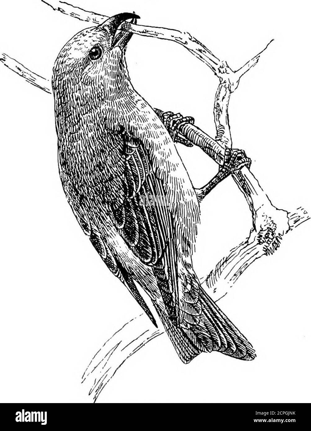 . Uccelli: Gli elementi di ornitologia . Il Chaffinch (FNI^illa Calebs). ELEMENTI I04 O OENITHOLOGIA. Un bellissimo uccello nero e giallo, che è occasionalmente tobbe visto, durante la primavera, nel sud o nell'est dell'Inghilterra, conosciuto come le oricole dorate {Otiolus galhula). E' comune la Fig. no. La CroBBbill (Loxia ourvirostra). Basta in Europa durante l'estate, ma in inverno si tratta di re-trattare in Sud Africa. Nonostante la sua colorazione cospicua non è facilmente visibile, perché ama nascondersi fogliame amongstdense. Si nutre principalmente di insetti e caterpillars, butalso sulla frutta, e ha un essere Foto Stock