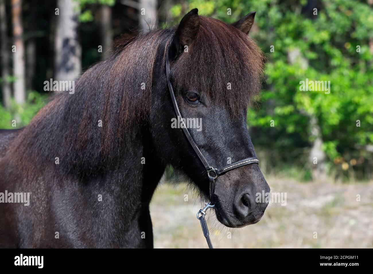Cavallo islandese ( Equus islandicus) Gelding nella foresta, ritratto animale, cavallo nero, Schleswig-Holstein, Germania, Europa Foto Stock