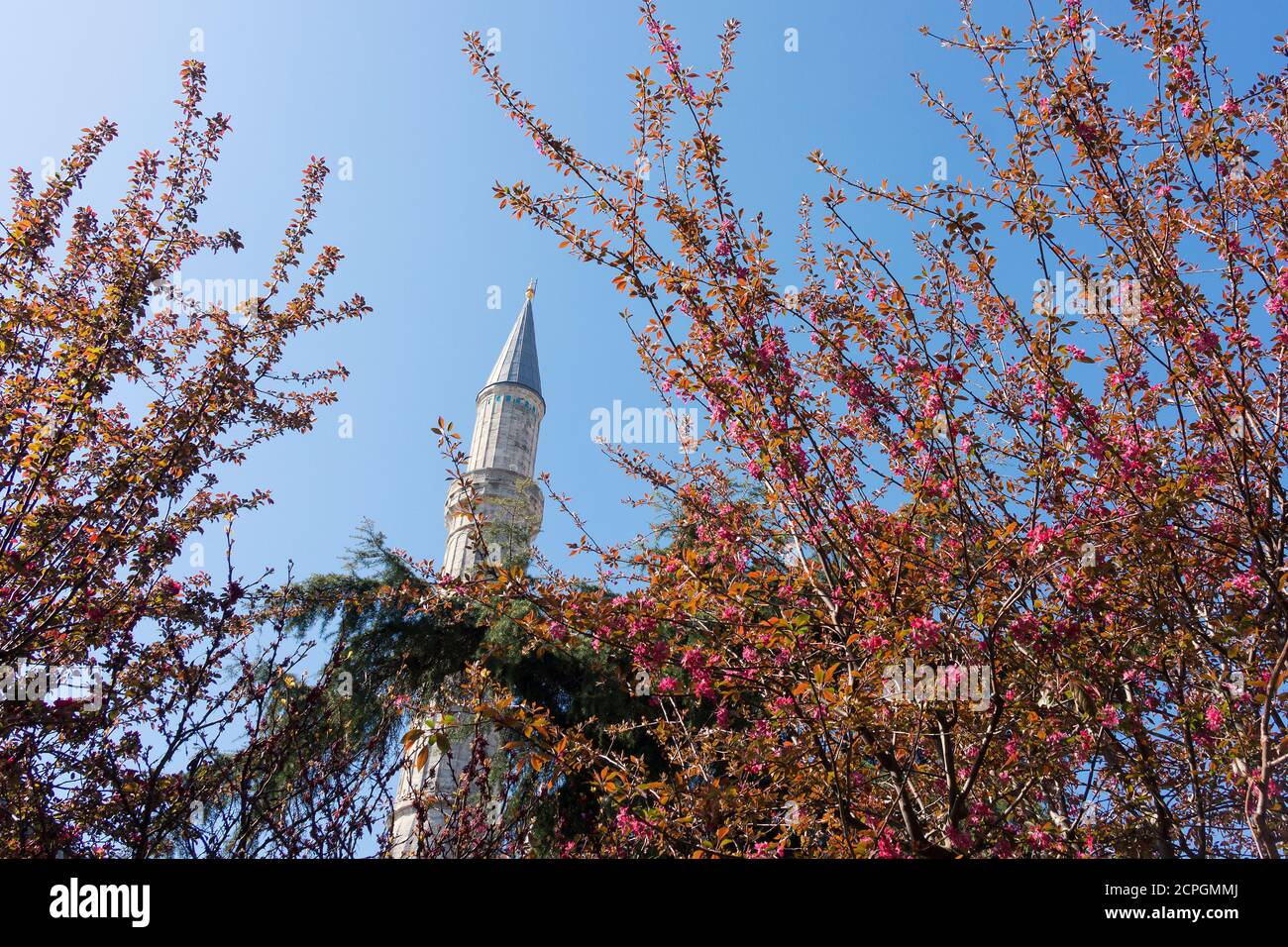 Turchia, Istanbul, storica via Sogukcesme, minareto dietro la fioritura degli alberi Foto Stock