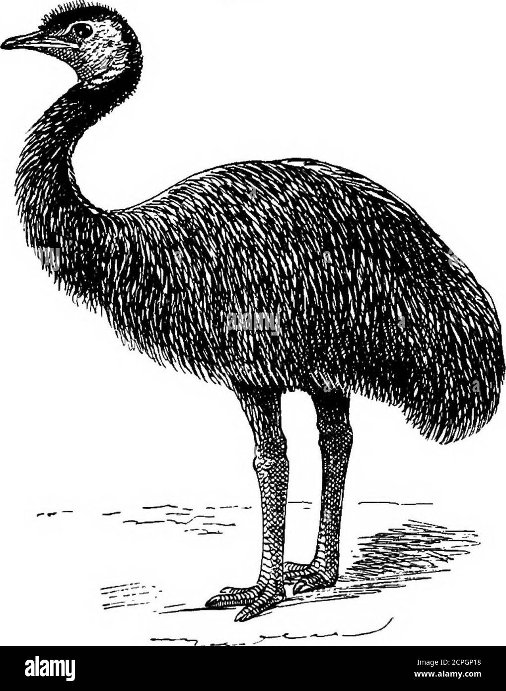 . Uccelli: Gli elementi di ornitologia . Il Cassowary (Casuariusgaleatm). Si sforzano brevemente di classificarli in un modo meramente popolare, riferendosi all'aspetto esterno, o modi di vita, soltanto. E' utile che il principiante possa pensarli in gruppi di largegri (come i gruppi che per primi li hanno suggeriti ai naturalisti), anche se troverà che i gruppi di suchgroup devono essere ampiamente modificati a causa di più recentAdvances nella scienza. E' quindi, in effetti, che gli sarà concesso di apprezzare il valore di tali progressi. A partire dal nostro uccello più familiare, il gufo, abbiamo IITTEODTJCT Foto Stock
