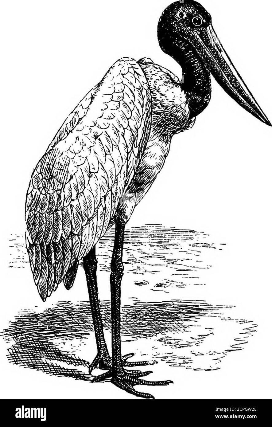 . Uccelli: Gli elementi di ornitologia . La cicogna (Oioonia atba). Uccelli cicogna-simili che sono, per la maggior parte, abitanti del Vecchio mondo, anche se tra loro è l'americano Jabiru (Mycteria americana) e alcune cicogne di legno (del genusTantalo), che sono spesso parlato come Ibises di legno, thoughthey sono in realtà molto diversi dai veri Ibises, di cui si parlerà più tardi. Un altro noto uccello a collo lungo, a gambe lunghe, con una somiglianza esterna alla cicogna, è la Crane (Oruscinerea). Si dice che questo uccello sia stato allevato in inglese palude- INTEODTJCTION. 43 atterra fino al clo Foto Stock