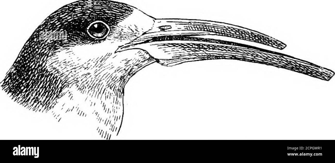 Uccelli: Gli elementi di ornitologia . La Tern artica {Sterna mmni/ra).Fig.  29.. Capo dello Skimmer americano {Ehynchops nigra). Isole Shetland. Ci  sono tre uccelli curiosi chiamati skim-mers o forbici-fatture - uno
