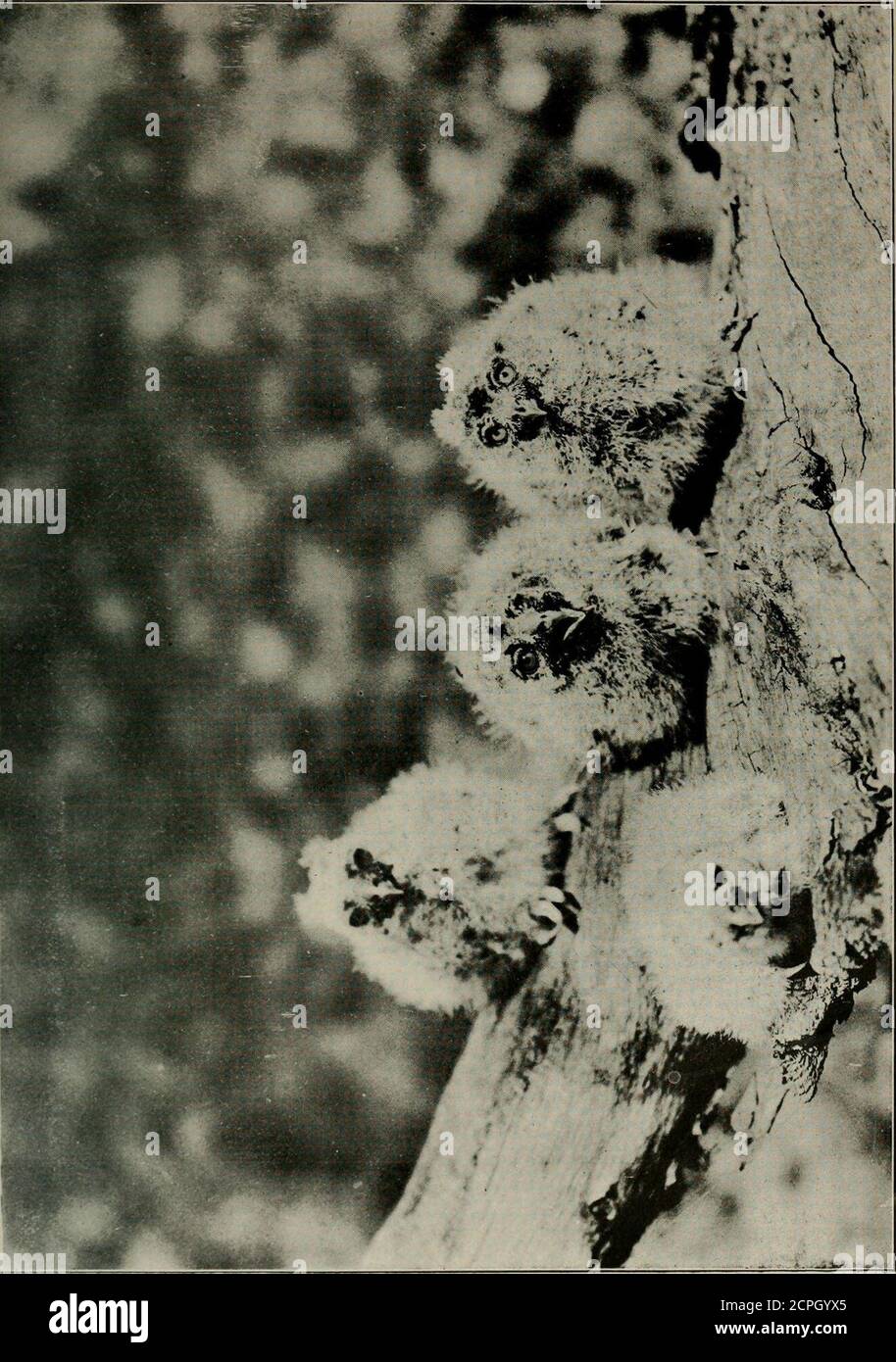 . L'Oist. Dall'originale Smithsoniandata rilasciato con esemplari prelevati dalla R. R. MacFarland, spedizione Artica di AndersonRiver. E molti di loro sono stati marcati con il numero di accesso numerico Smithson-ian.Many di loro non aveva dati, e manyof di loro hanno trasportato i dati scritti sull'uovo. Molti sono stati cracked e molti sono stati rotti, molti erano sporchi e coperti di polvere che evena uova bianche era marrone come thebStreet, e molti erano beautifullyand accuratamente preparati come qualsiasi dei campioni di oggi. Come abbiamo rotolato e imballato e rotolato con cotone e sogni anddust e fretta; solleviamo gli li Foto Stock