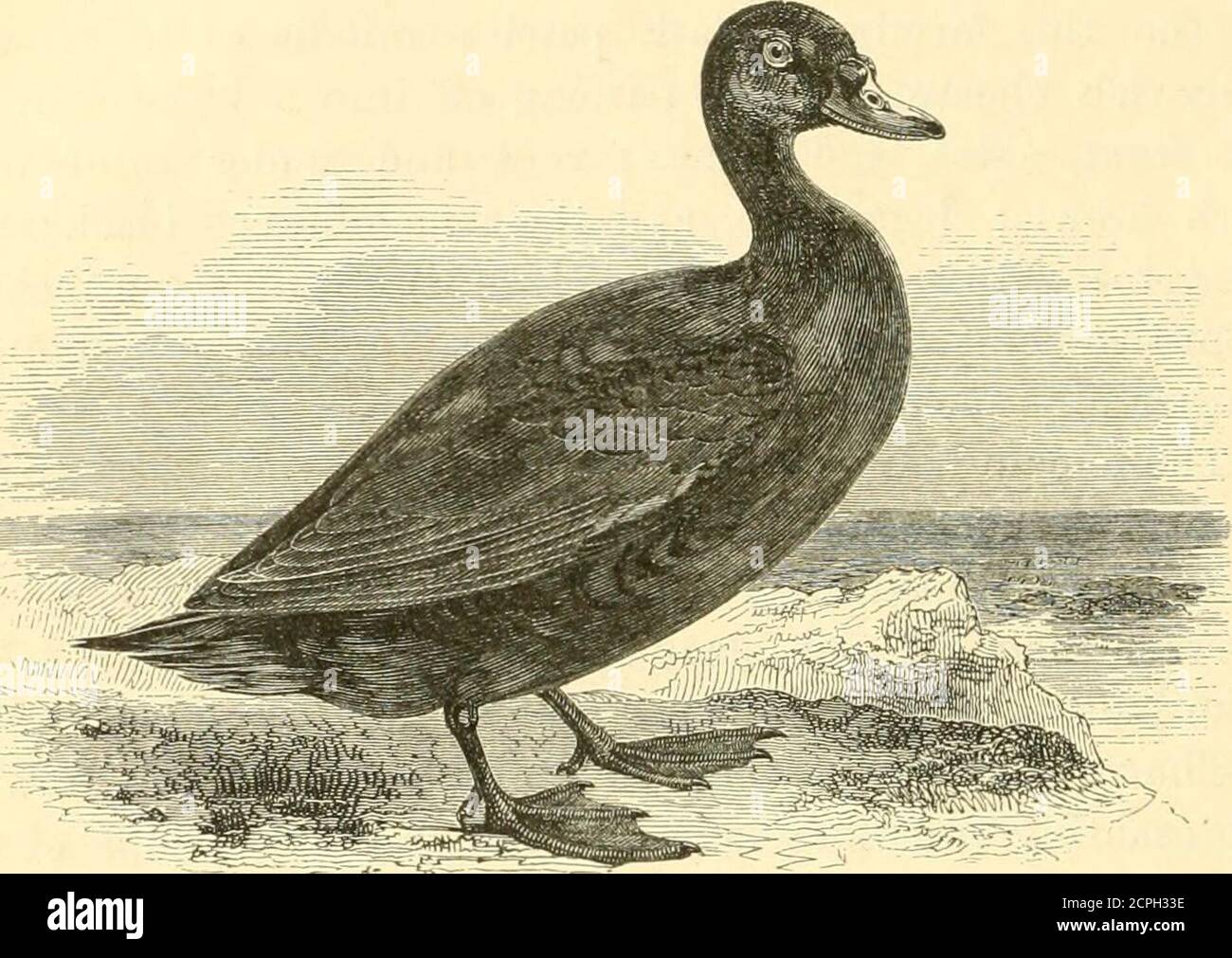 . Una storia di uccelli britannici . 472 SERIE AN. ANATID^. ANATIDJi. (Edemia nigra (Linnaeus*).THE SCOTER COMUNE. Nufra di Oidemia. (Edemia, Fleminffi.-Bill gonfio o tuberculated alla base, grande, elevato, e forte; la punta molto depressa, e terminata da un grande chiodo piatto, arrotondato e leggermente deflesso all'estremità; mandiboli laminati, con theplate larghe, forti, e ampiamente set. Narici laterali, rialzate, ovali, piazzate vicino al centro della fattura. Ali piuttosto corte, appuntite. Coda corta, graduata, acuta. Gambe molto dietro il centro di gravità; tarsi corto; piedi grandi, di quattro dita, thr Foto Stock