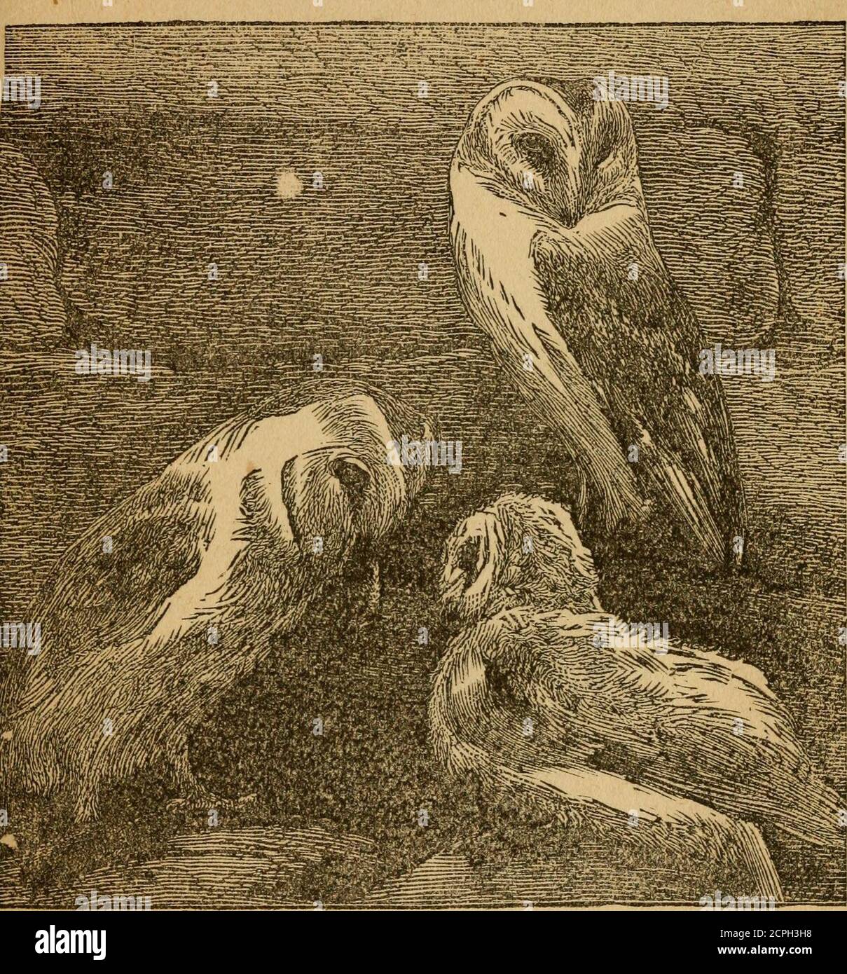 . Libro di uccelli illustrato da giovani folk : con numerosi aneddoti originali, istruttivi e divertenti . , assassinato hermate nel silenzio della notte, quando tutte le altre piume furono avvolte in repose effettivamente le loro disposizioni are80 furioso, che un Goshawk, lasciato con qualsiasi altro falco, presto effetti la distruzione del tutto. Il loro ordinaryfood è conigli giovani, scoiattoli, topi, talpe, oche giovani, piccioni, e piccoli uccelli, e, con un appetito cannibale, theysometimes anche prey sui giovani della loro propria specie. Costruiscono i loro nidi negli alberi più alti, e posano froiatwo a quattro e. Foto Stock