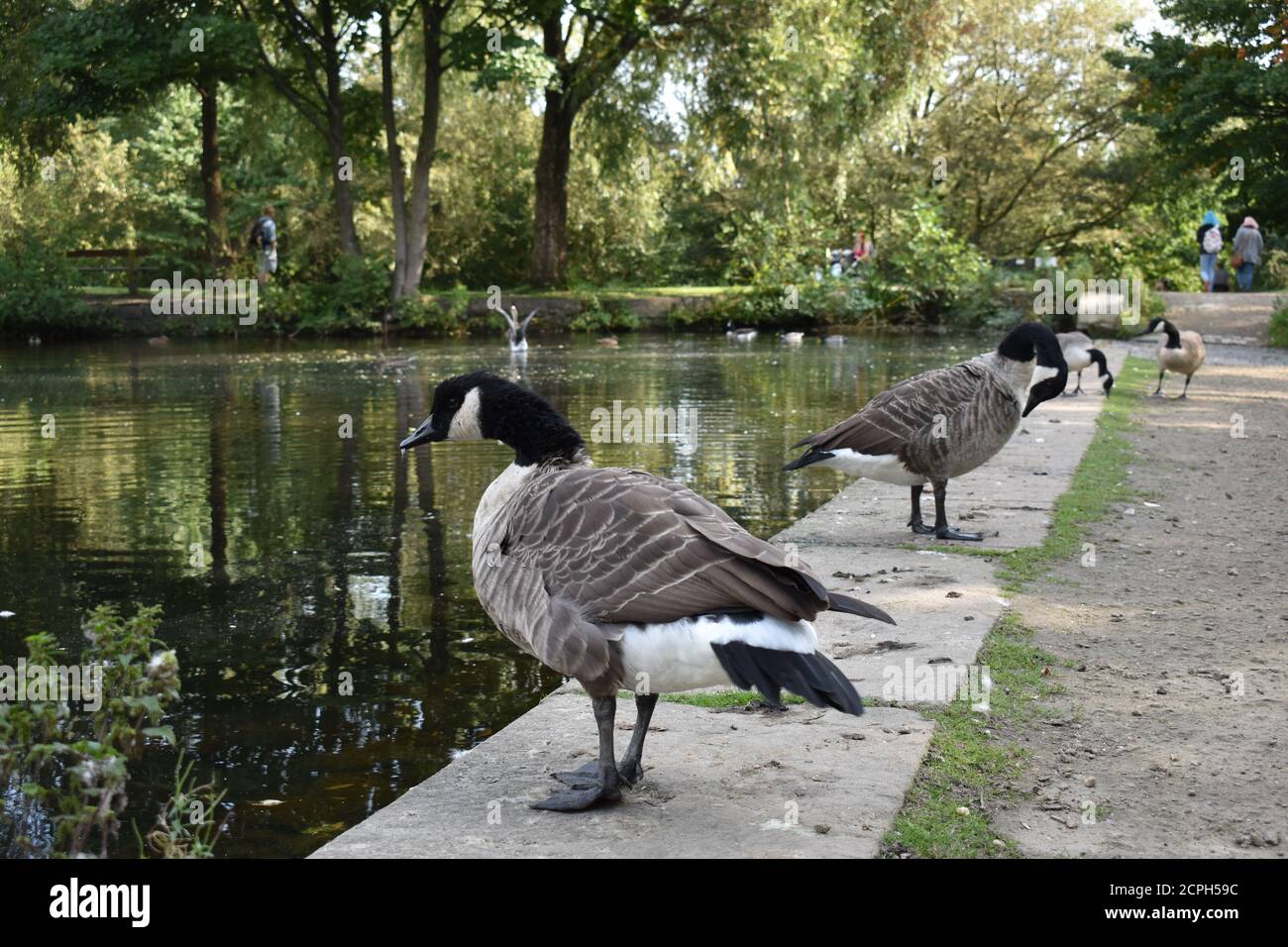 Oche sulla riva del laghetto di anatre a Daisy Nook Country Park, Manchester Foto Stock