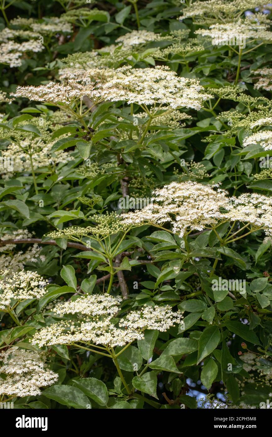 Anziano (Sambucus nigra). Grappoli multipli di teste piatte di boccioli numerosi e fiori bianco crema. Foglie di composto di cinque a foglia di severn Foto Stock
