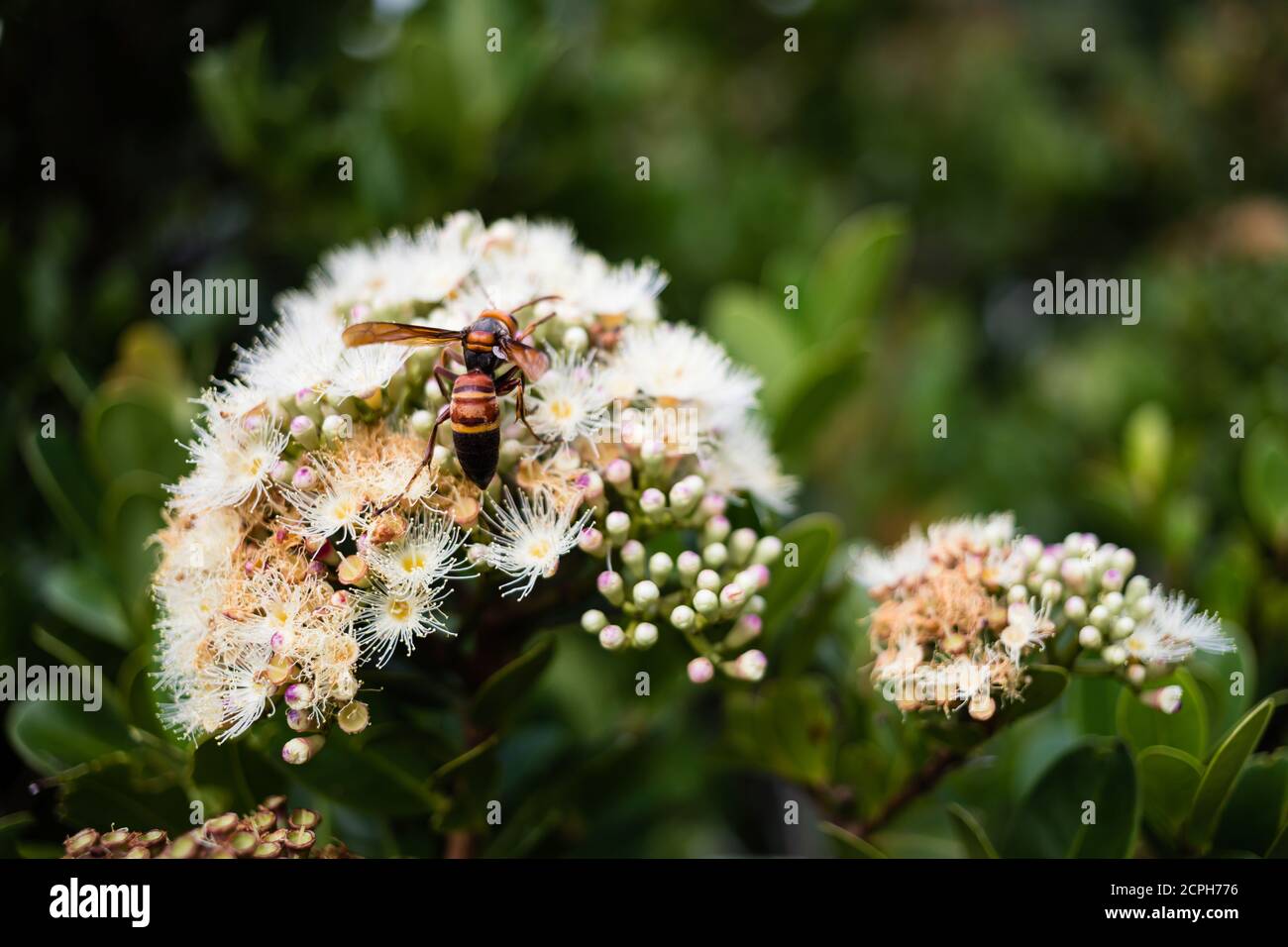 Red Wasp on Carnation, area ricreativa della foresta nazionale di Kenting Foto Stock