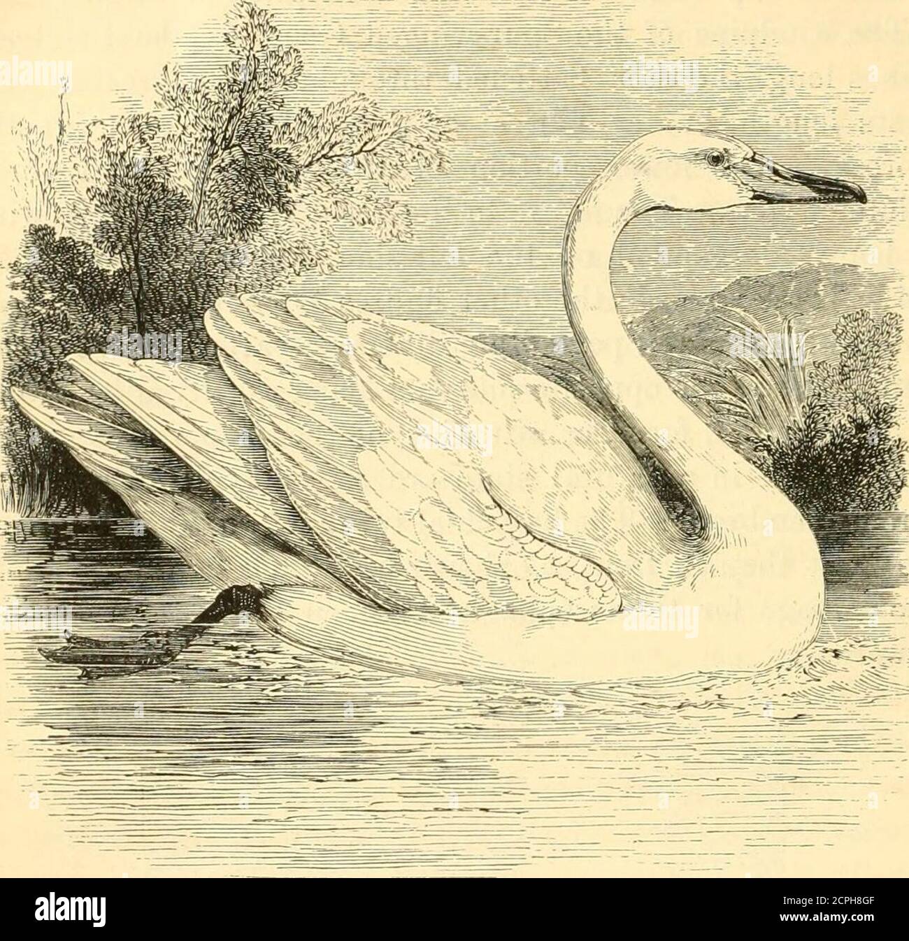 . Una storia di uccelli britannici . 308 ANSERES. ANATIDJL. ANATID^F... Gygnus musicus, Bechstein.*THE WHOOPER, ELK, OK WHISTLING SWAN. Cygnus ferus. Cygnus, Bechsteinf.-becco di uguale larghezza per tutta la sua lunghezza; più in alto alla base; abbassato al punto; entrambi i mandiboli forniti lungo i thesides con lamellie dentellate trasversali. Narici oblunghe, laterali, vicino al middledel becco. Collo sottile, e molto lungo. Zampe corte, la punta posteriore piccola e libera, il Whoopee, così chiamato a causa del particolare noteuttered da questo uccello, è un visitatore invernale alle isole britanniche, * Gemein. Natura. D Foto Stock